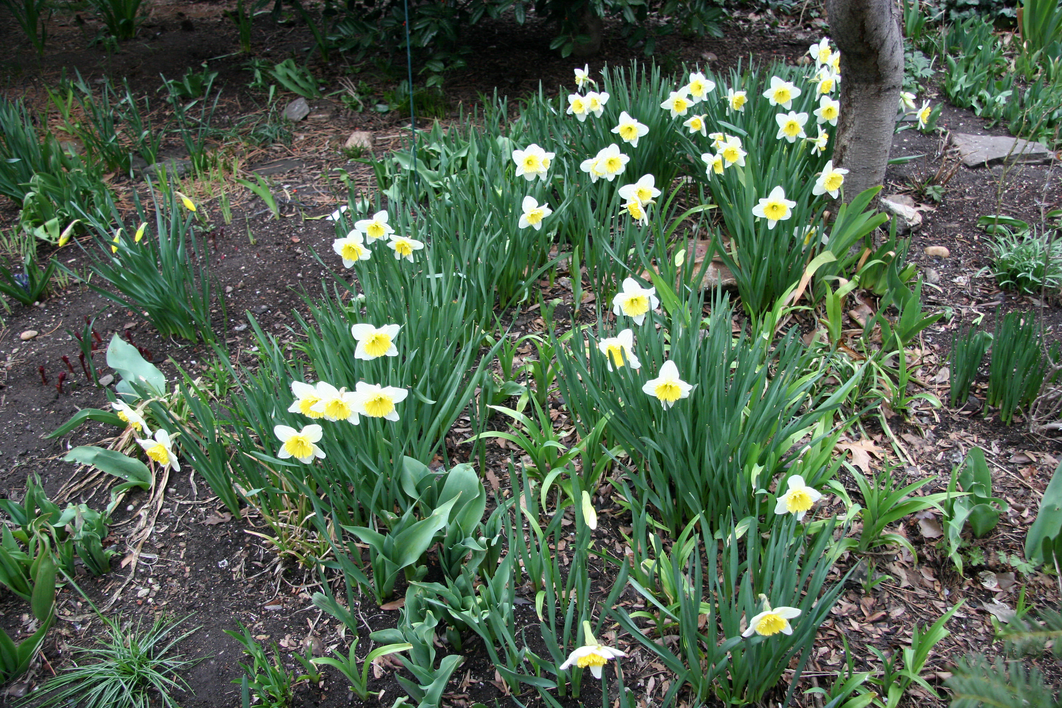 Daffodils