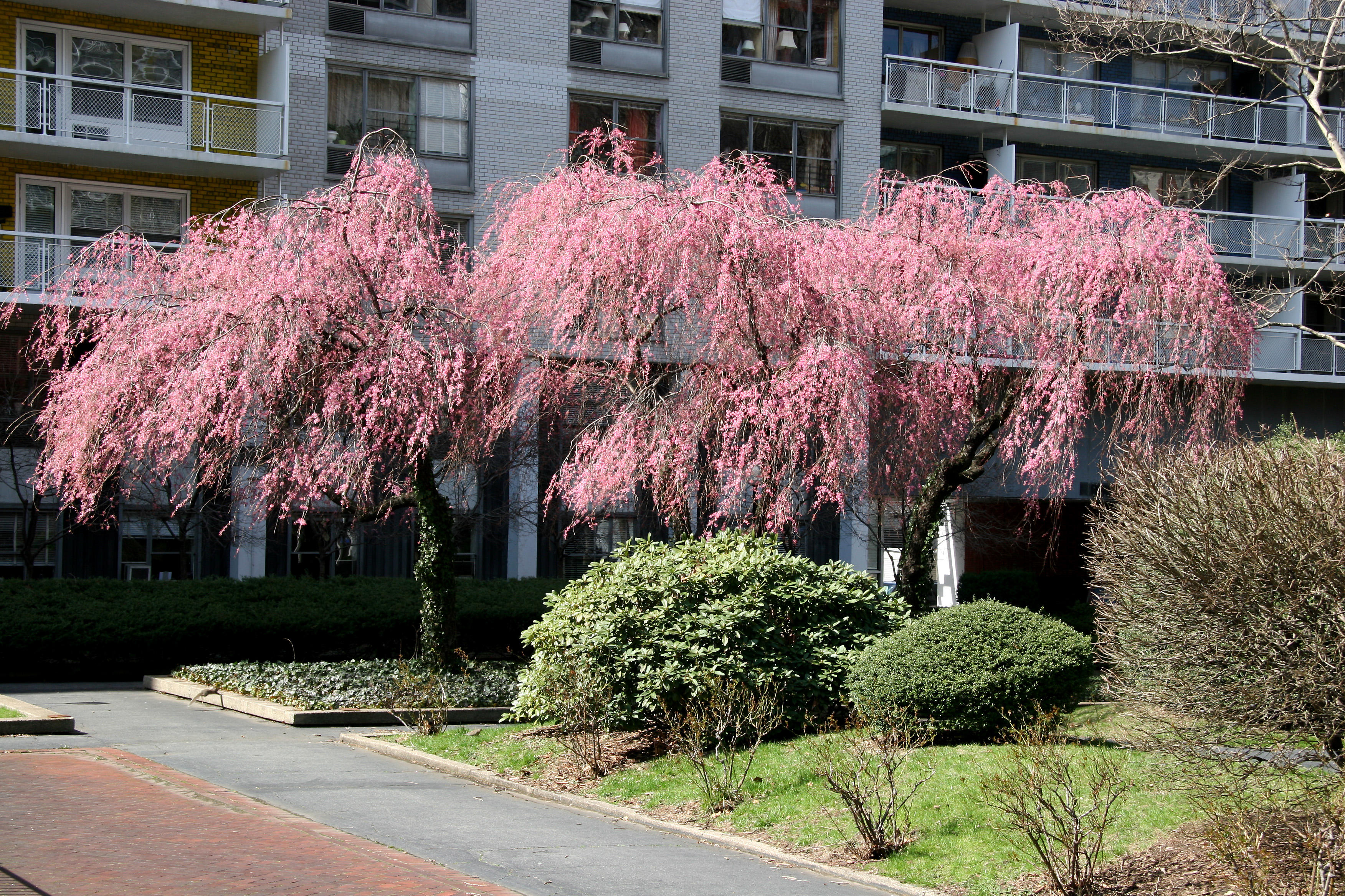 Cherry Tree Blossoms