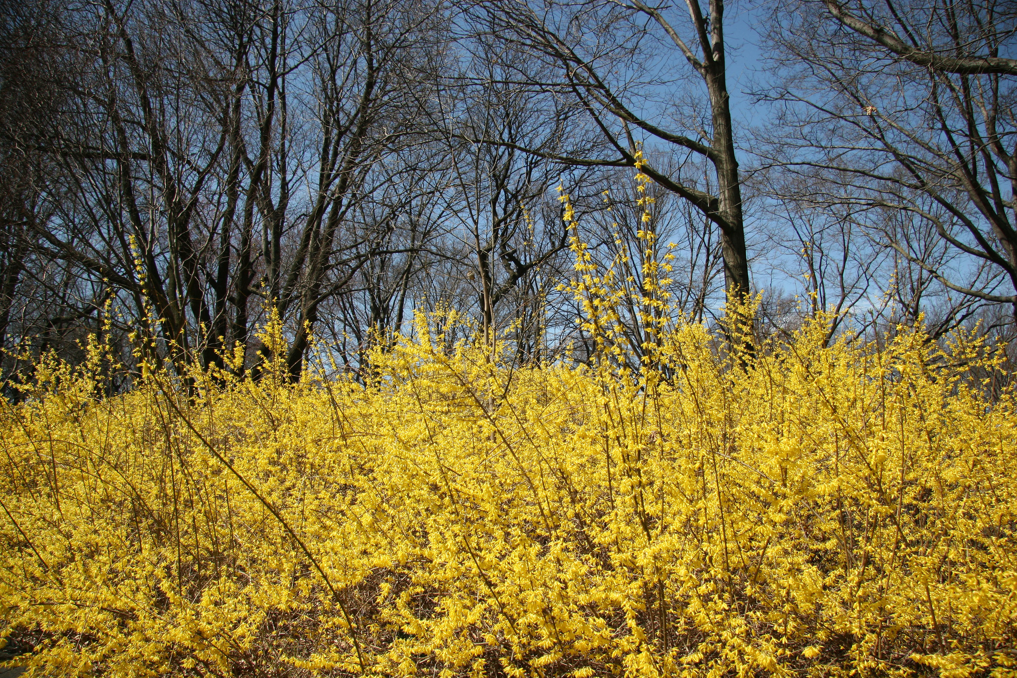 Grounds View - Forsythia