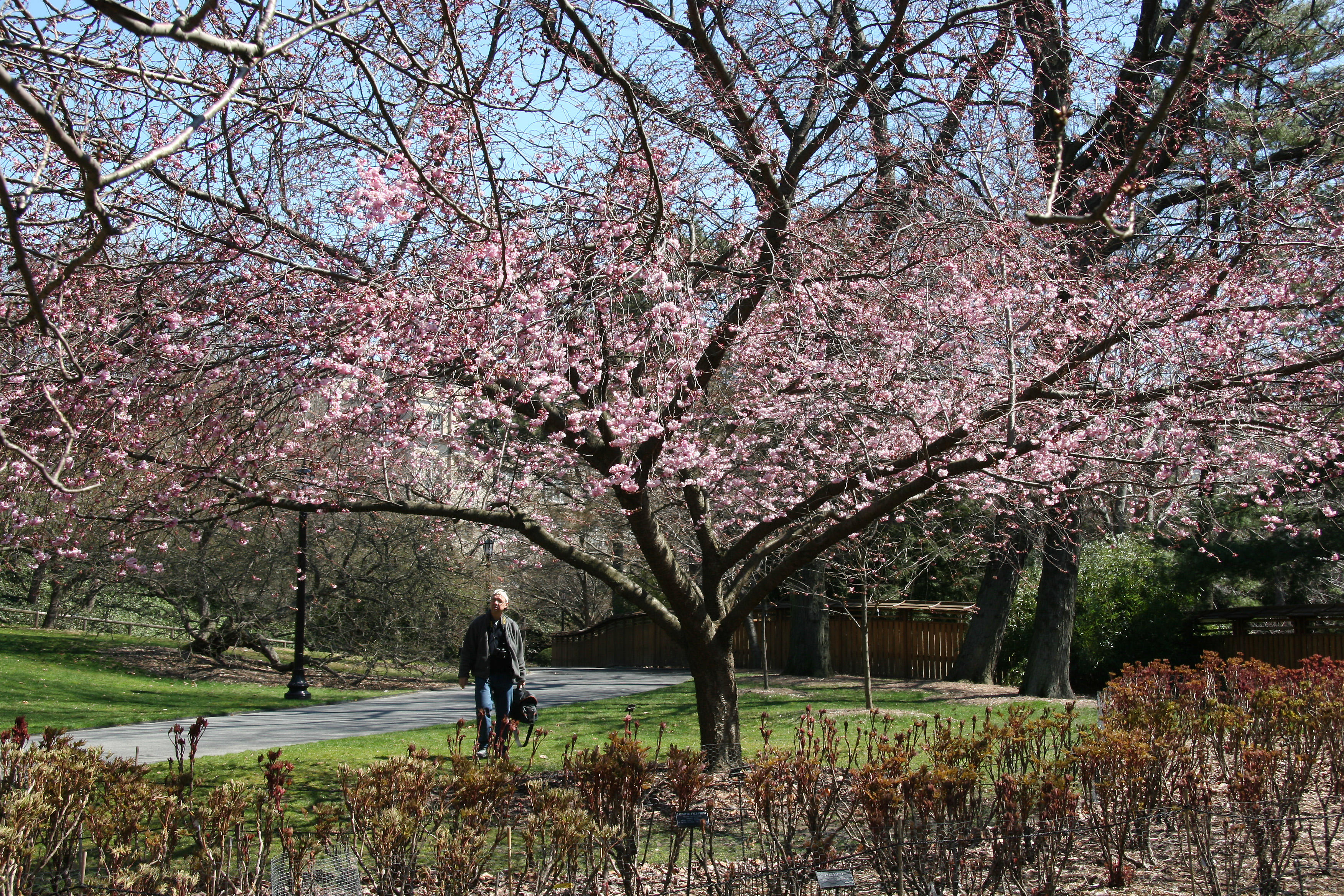 Cherry Tree Blossoms