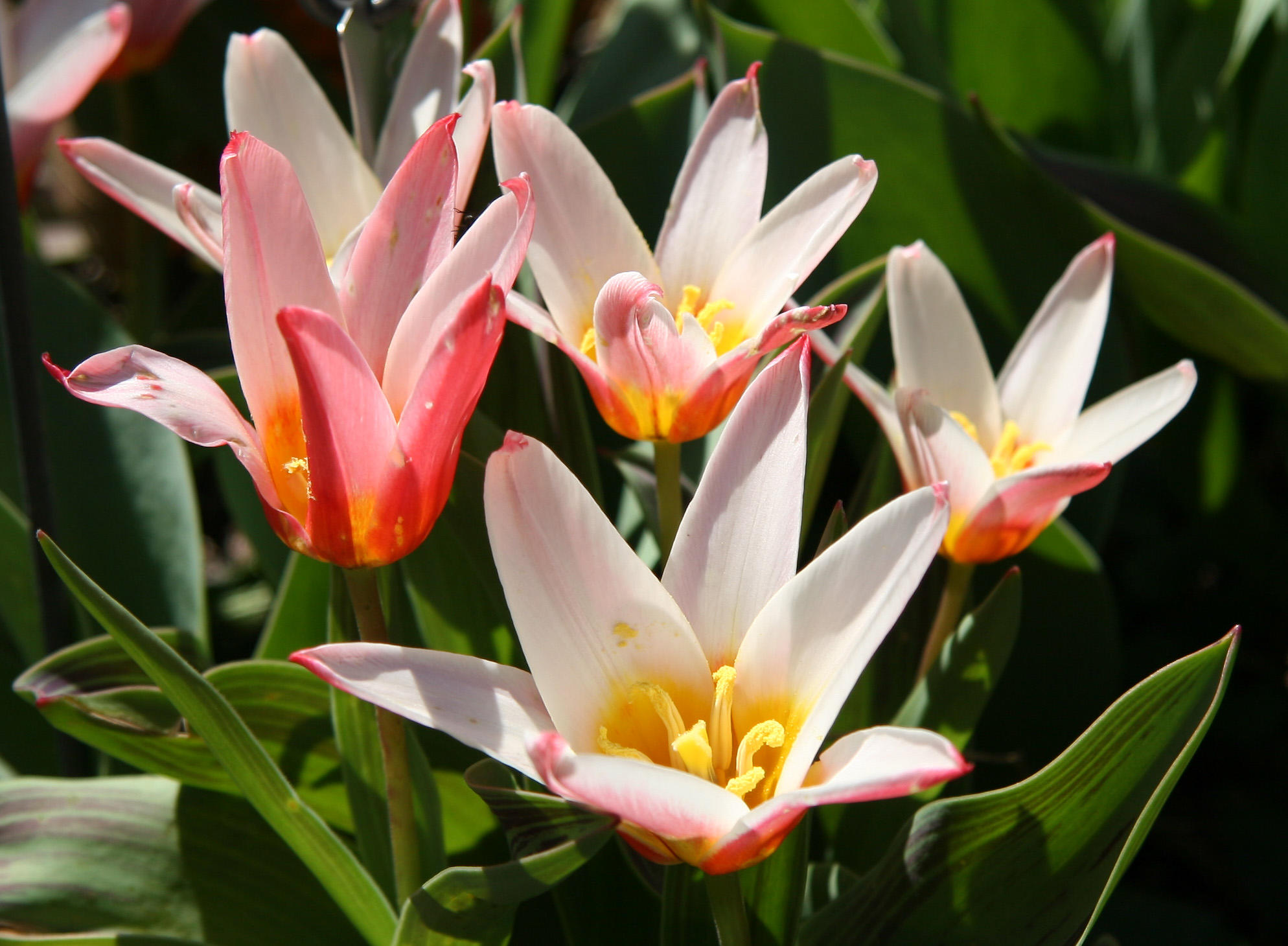 Tulips