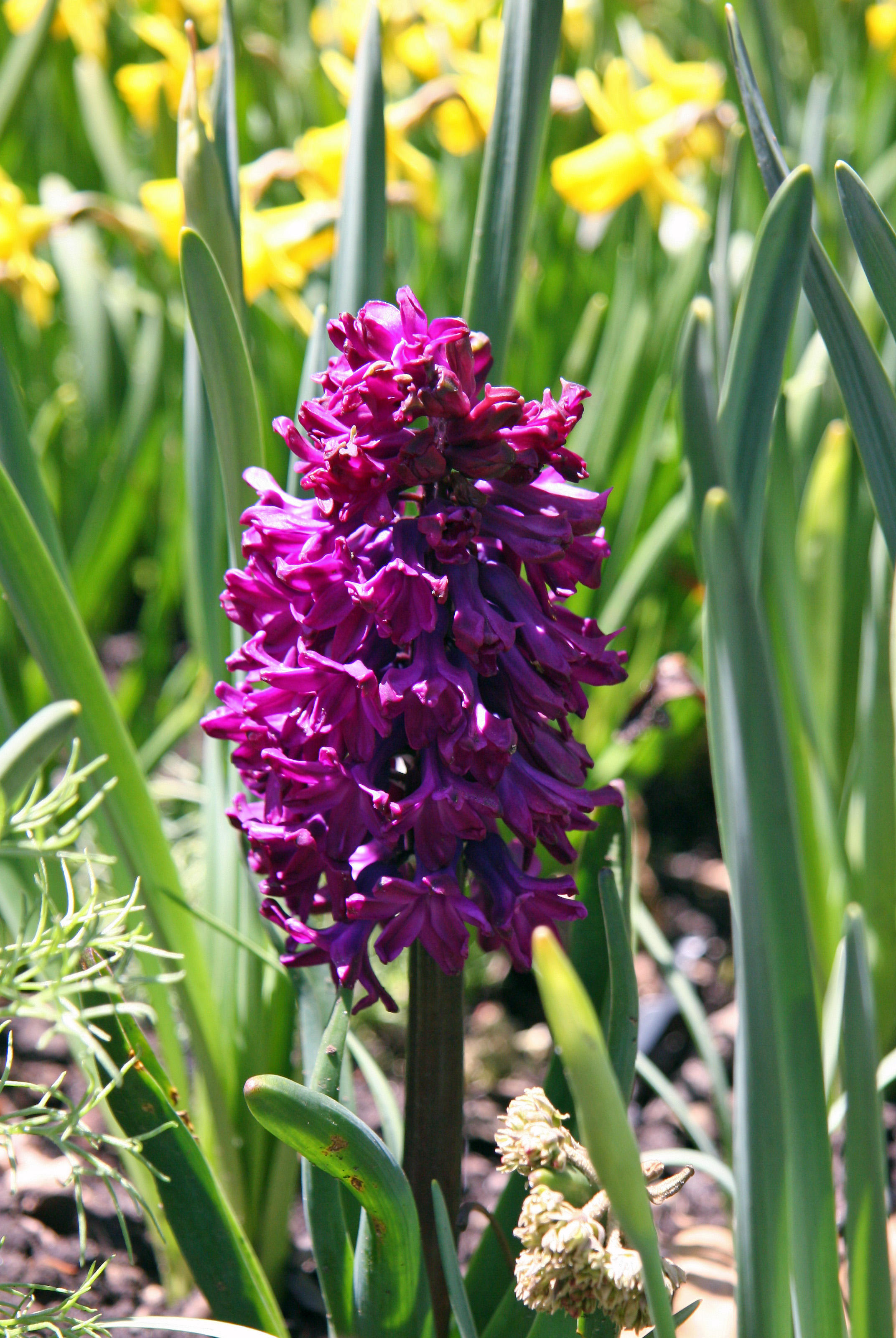 Hyacinth & Daffodils