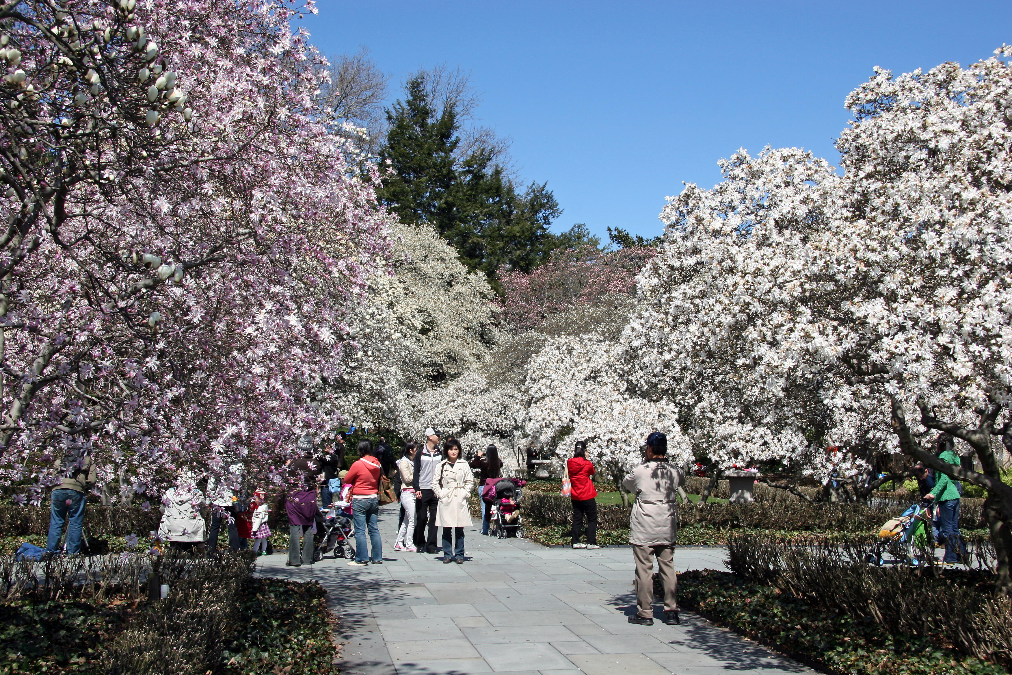 Magnolias