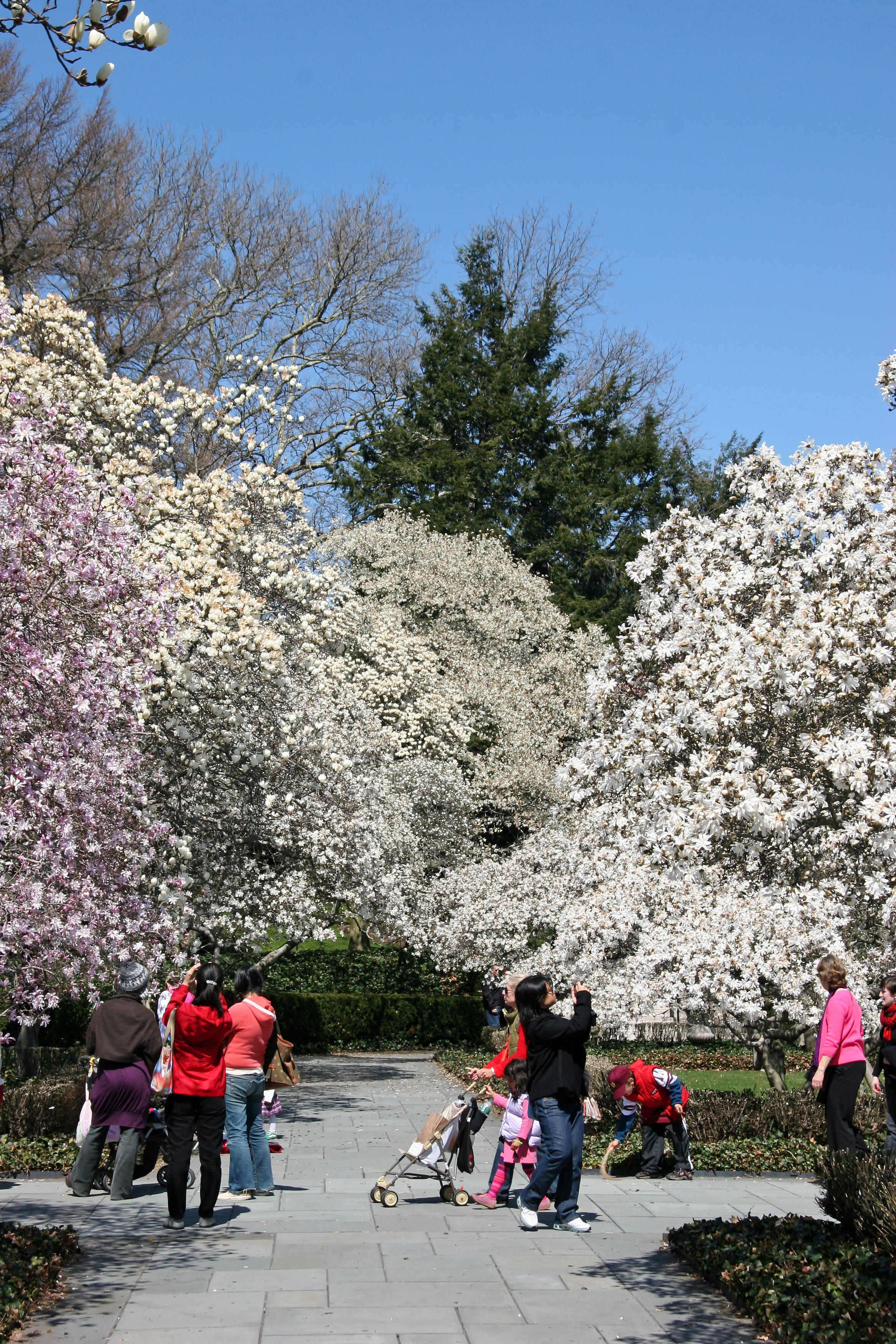 Magnolias