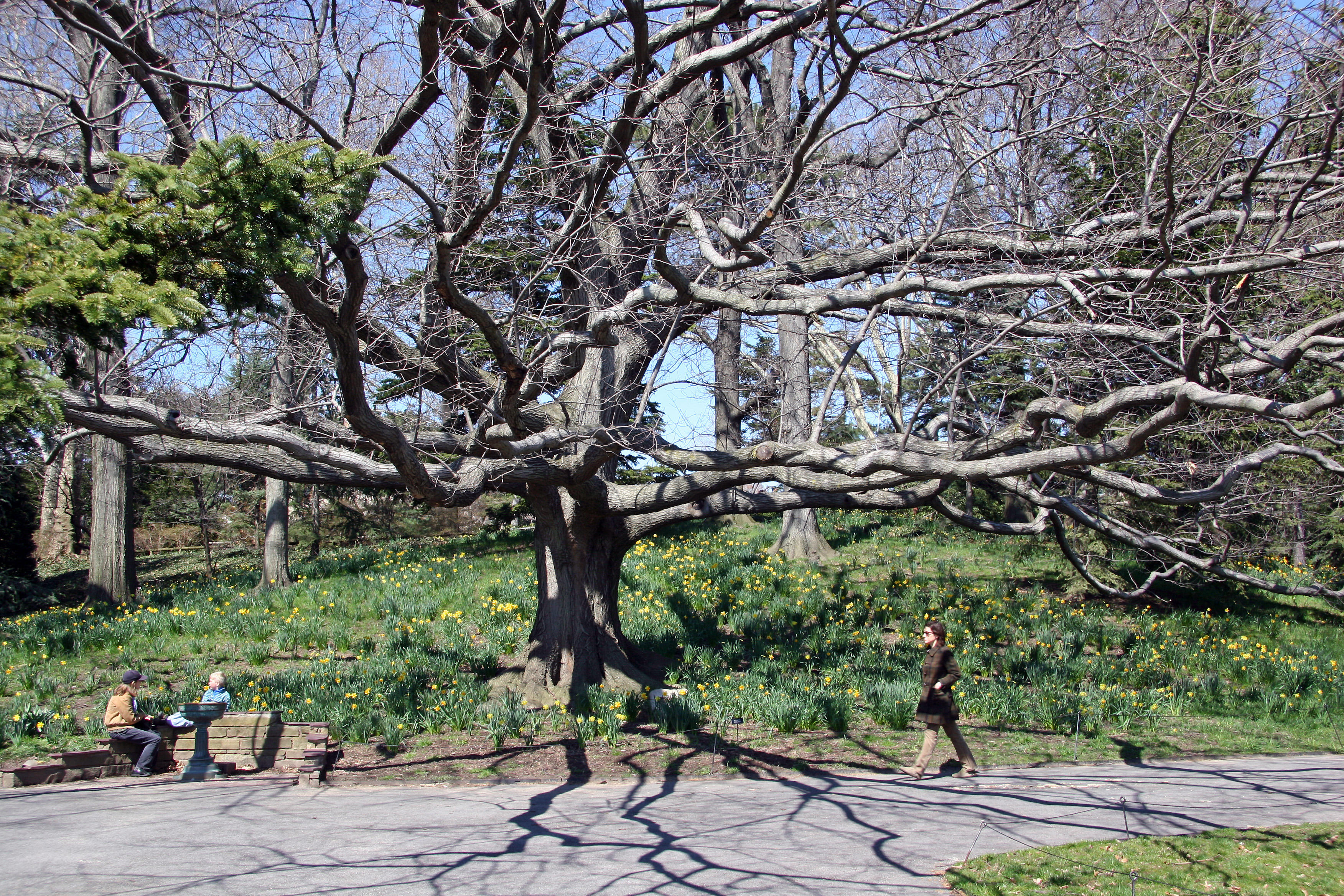 Oak Tree on Daffodil Hill