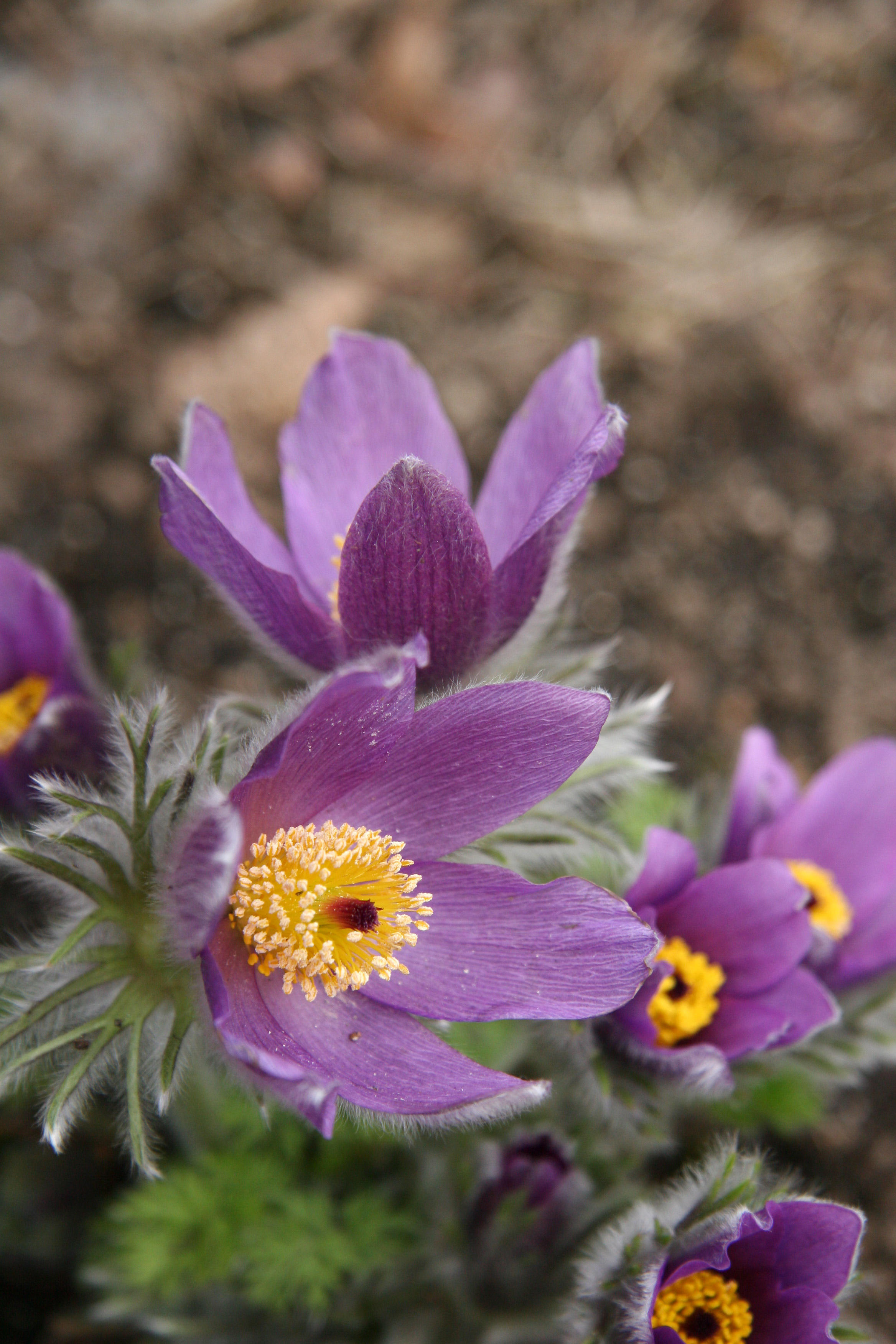 Pulsatilla vulgaris - Ranunculus