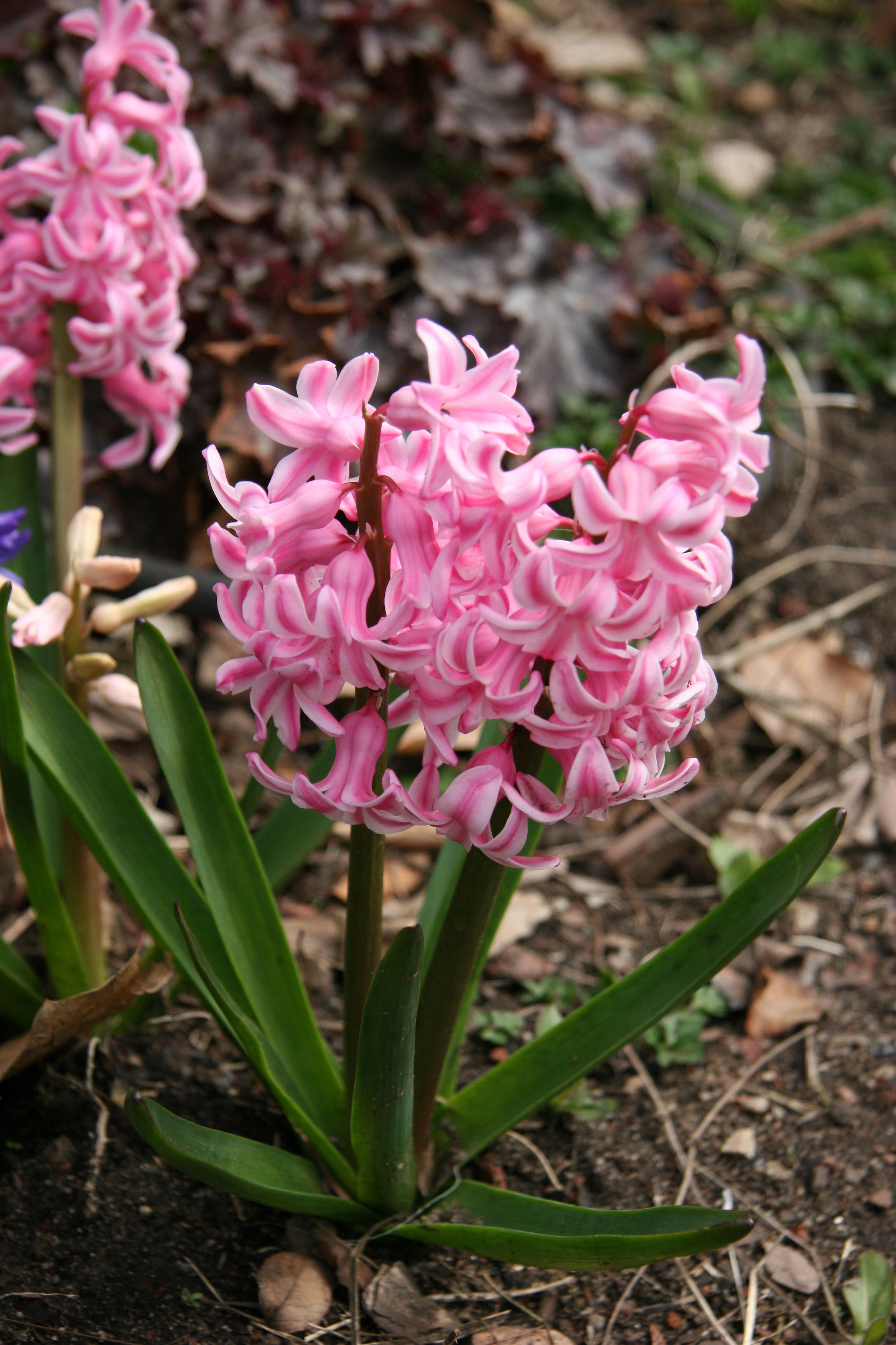 Hyacinths