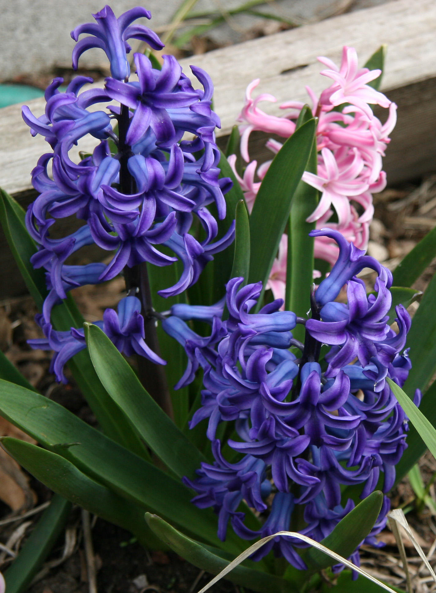 Hyacinths