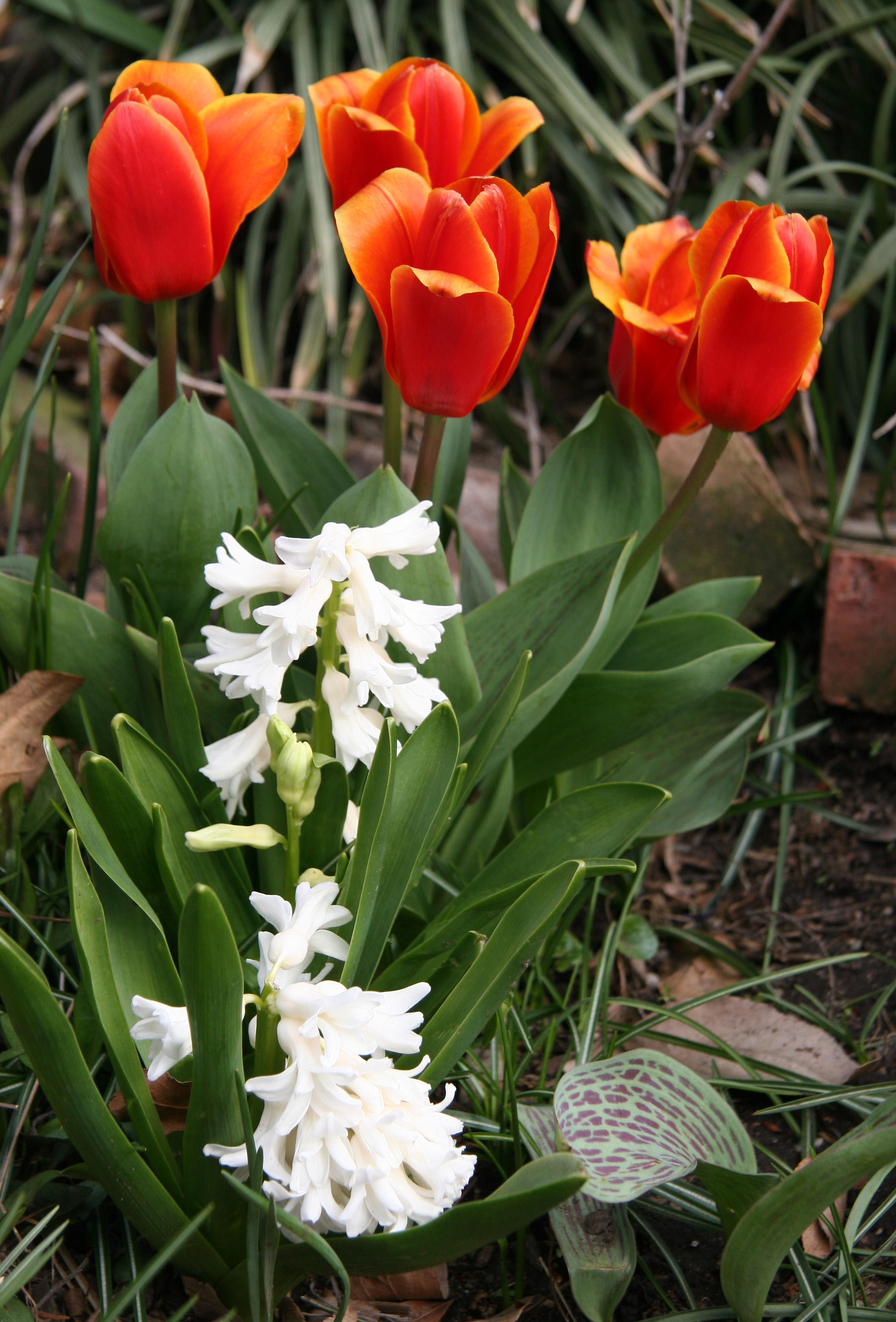 Tulips & Hyacinths