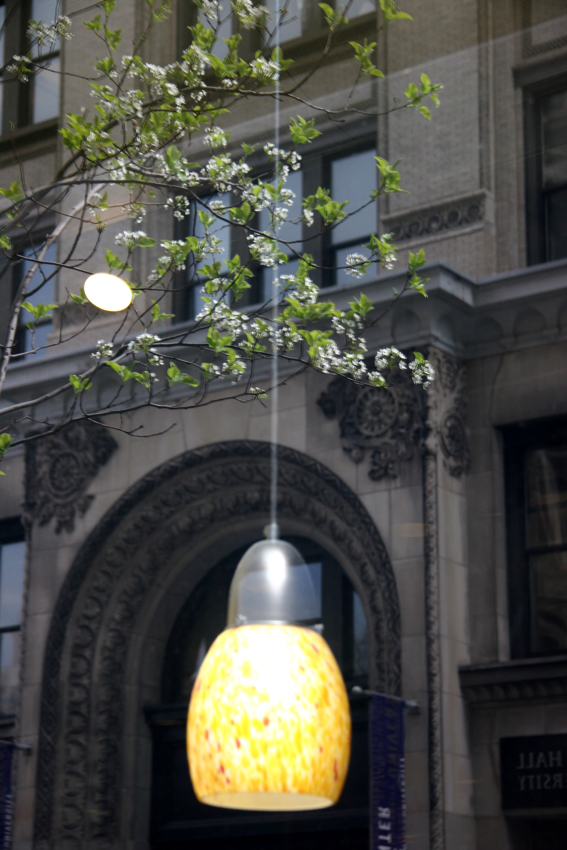 Pear Tree Blossoms & NYU Building Reflected in Starbucks Window