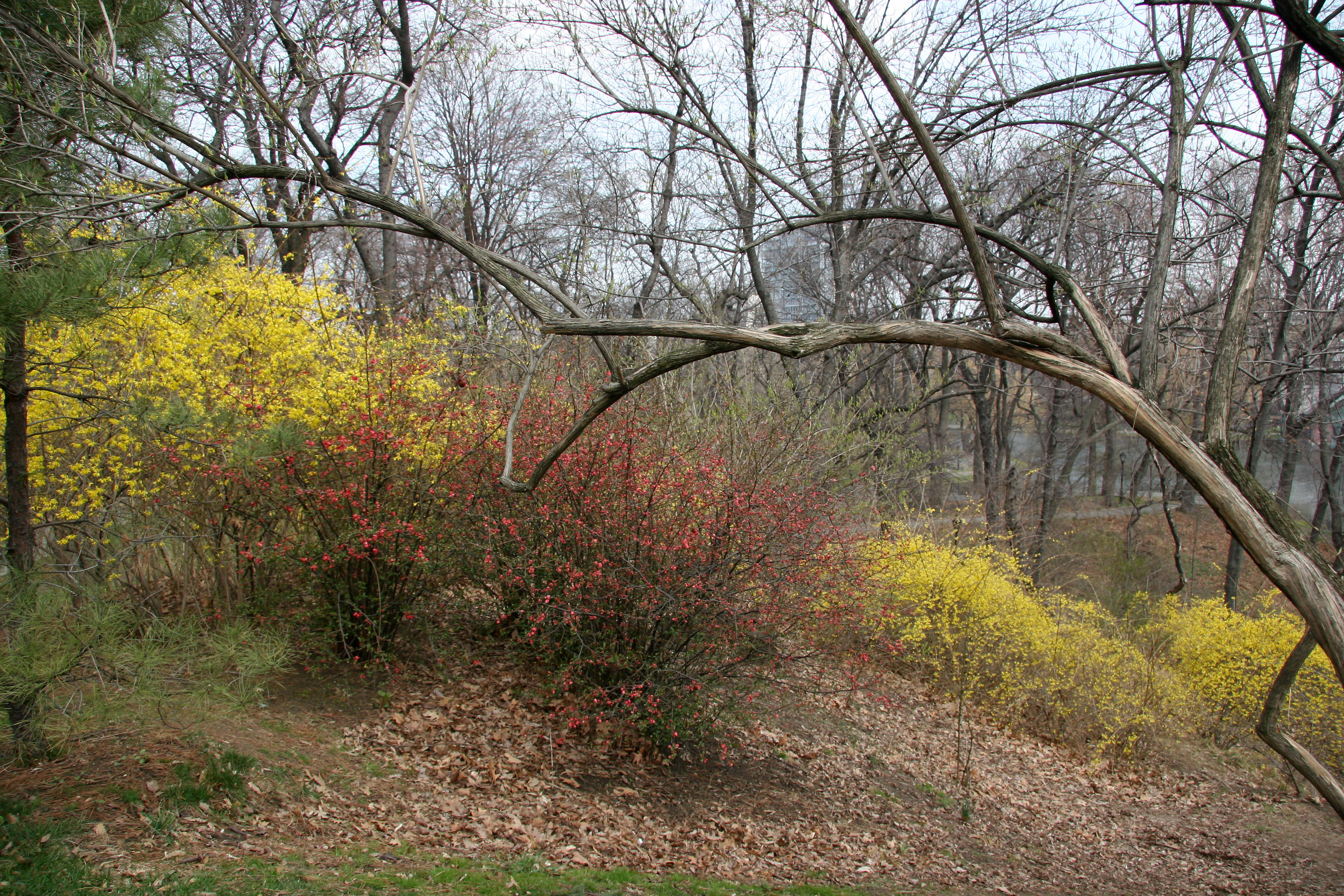 Forsythia & Quince Bushes near Harlem Meer from Fort Fish
