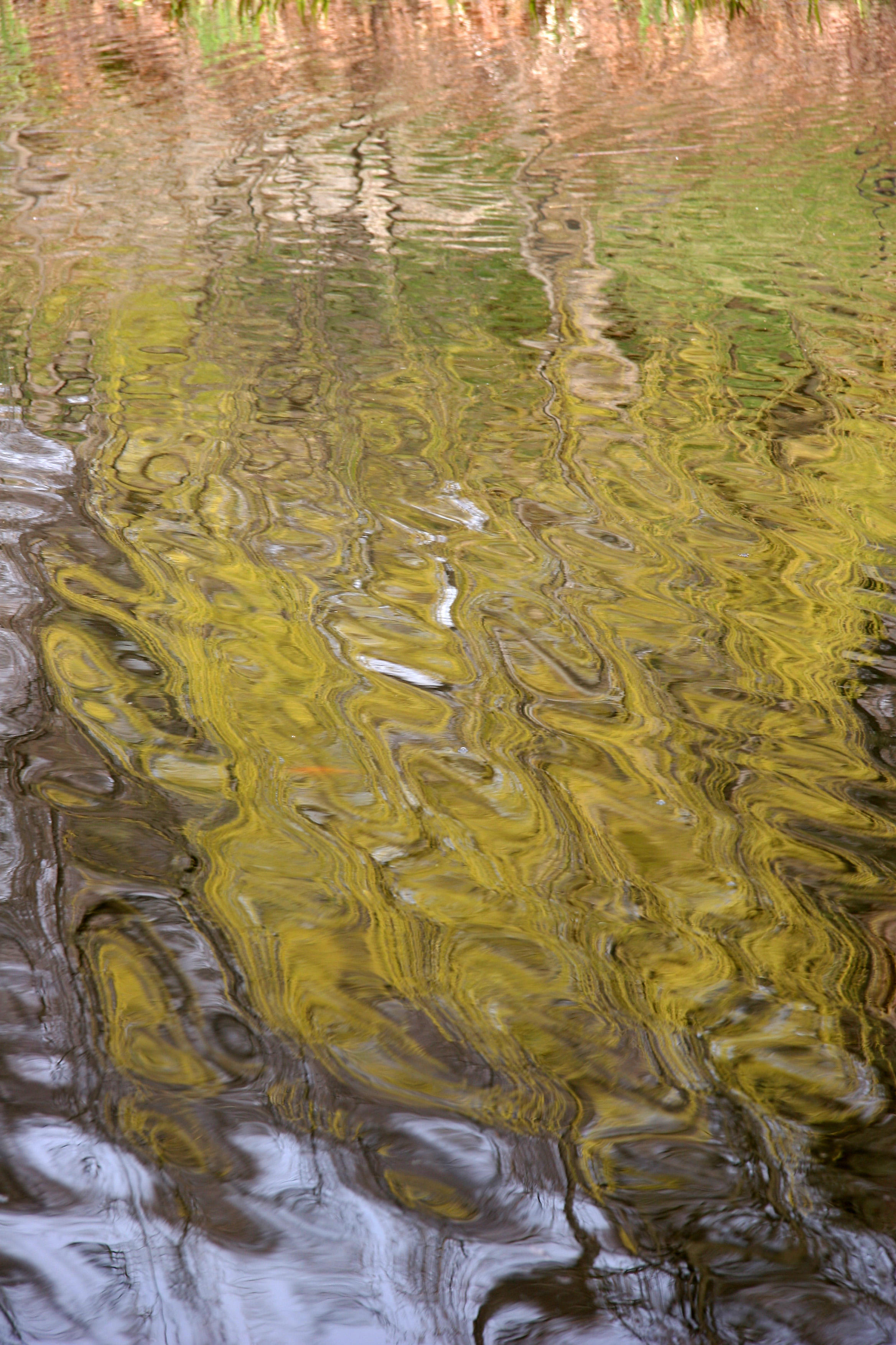 Willow Tree Reflections in the Harleem Meer
