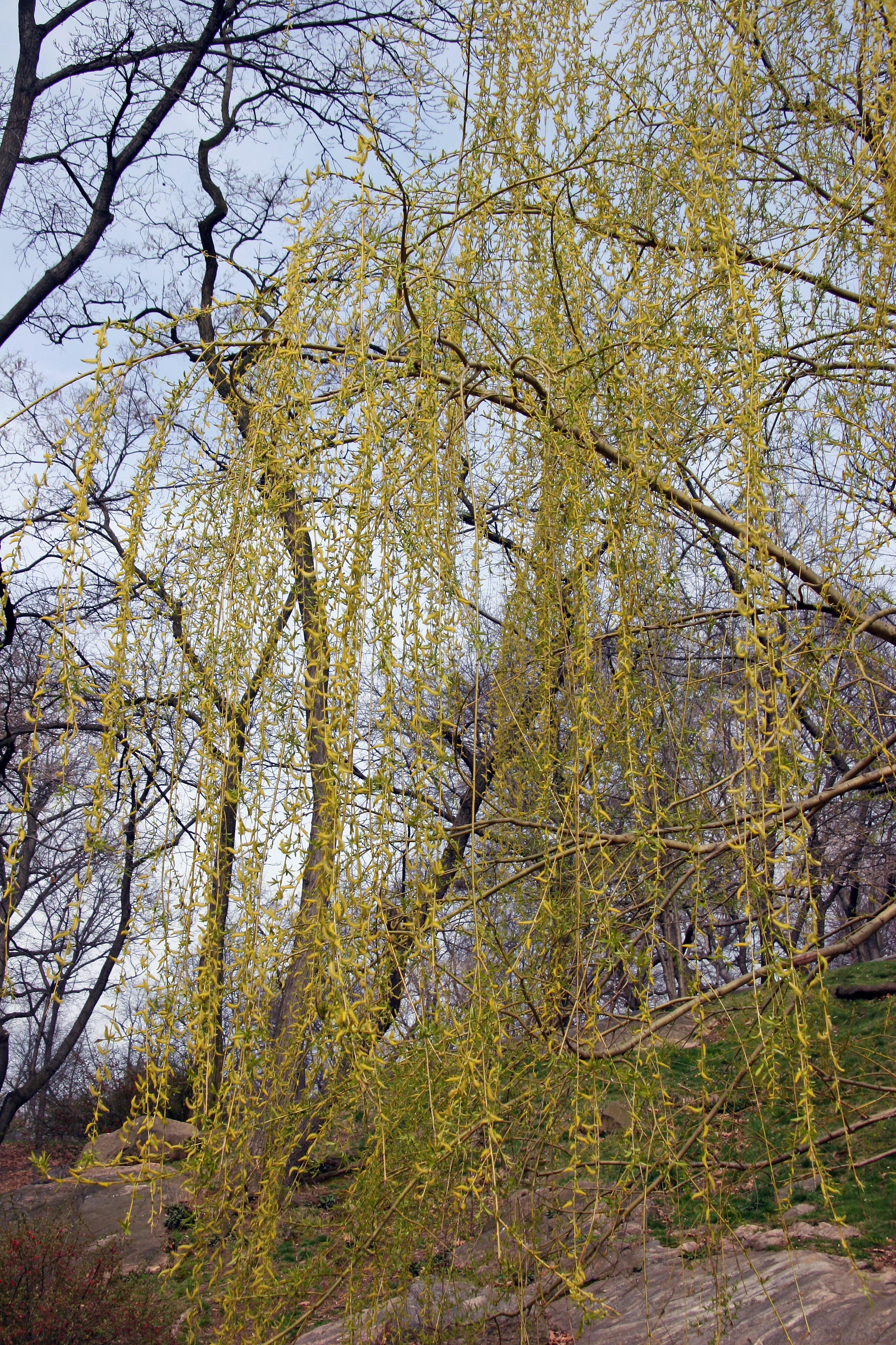Willow Tree - Harlem Meer