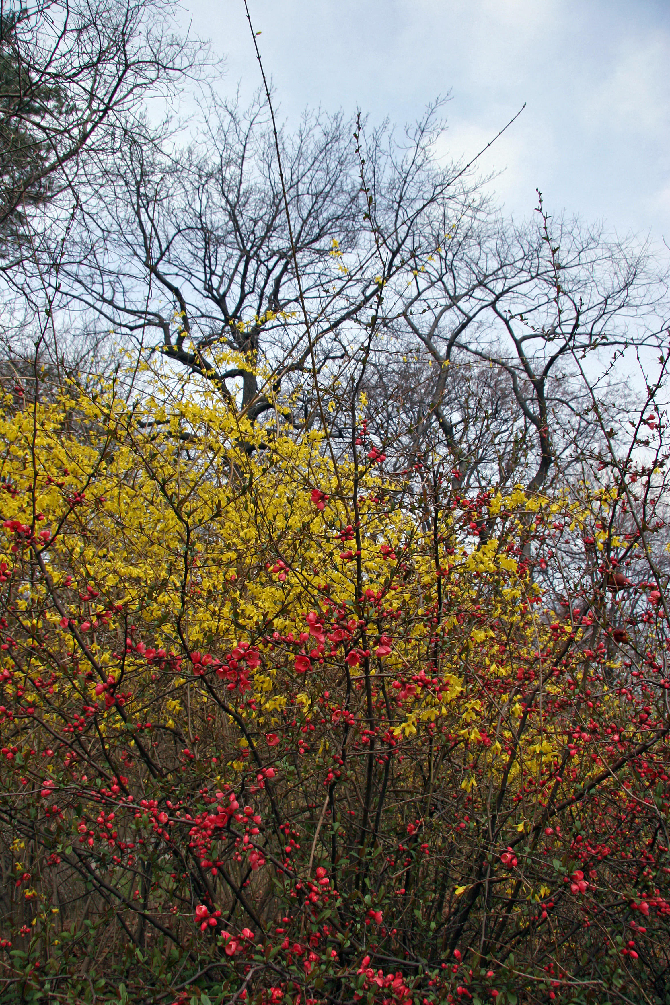 Forsythia & Quince Bush Blossoms - Harlem Meer