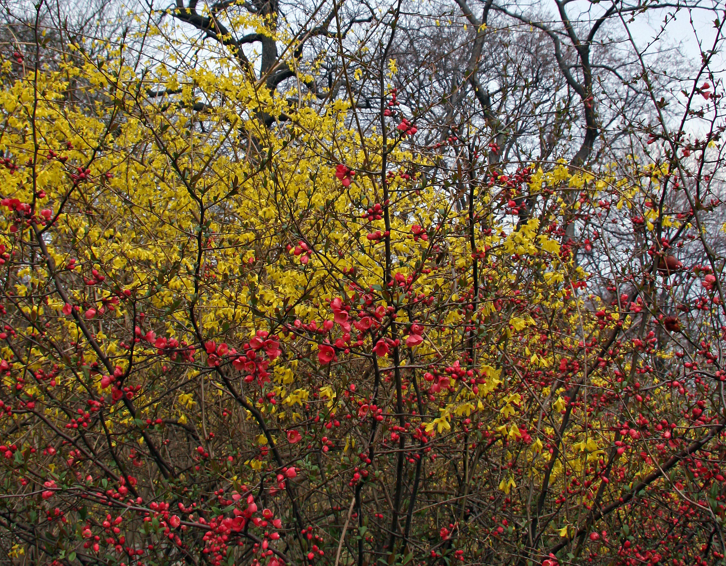 Forsythia & Quince Bush Blossoms - Harlem Meer