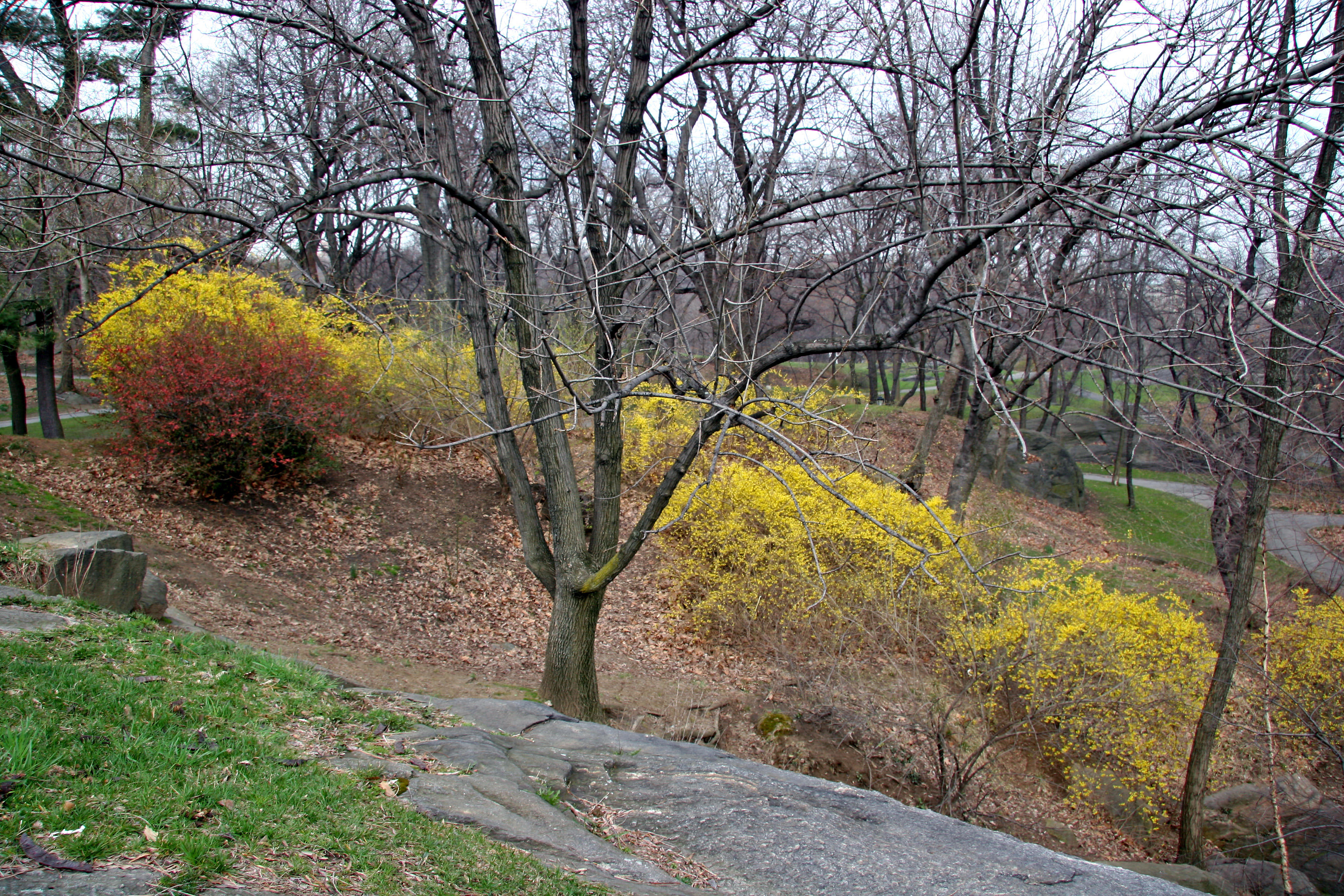 Forsythia & Quince Bushes near Harlem Meer from Fort Fish
