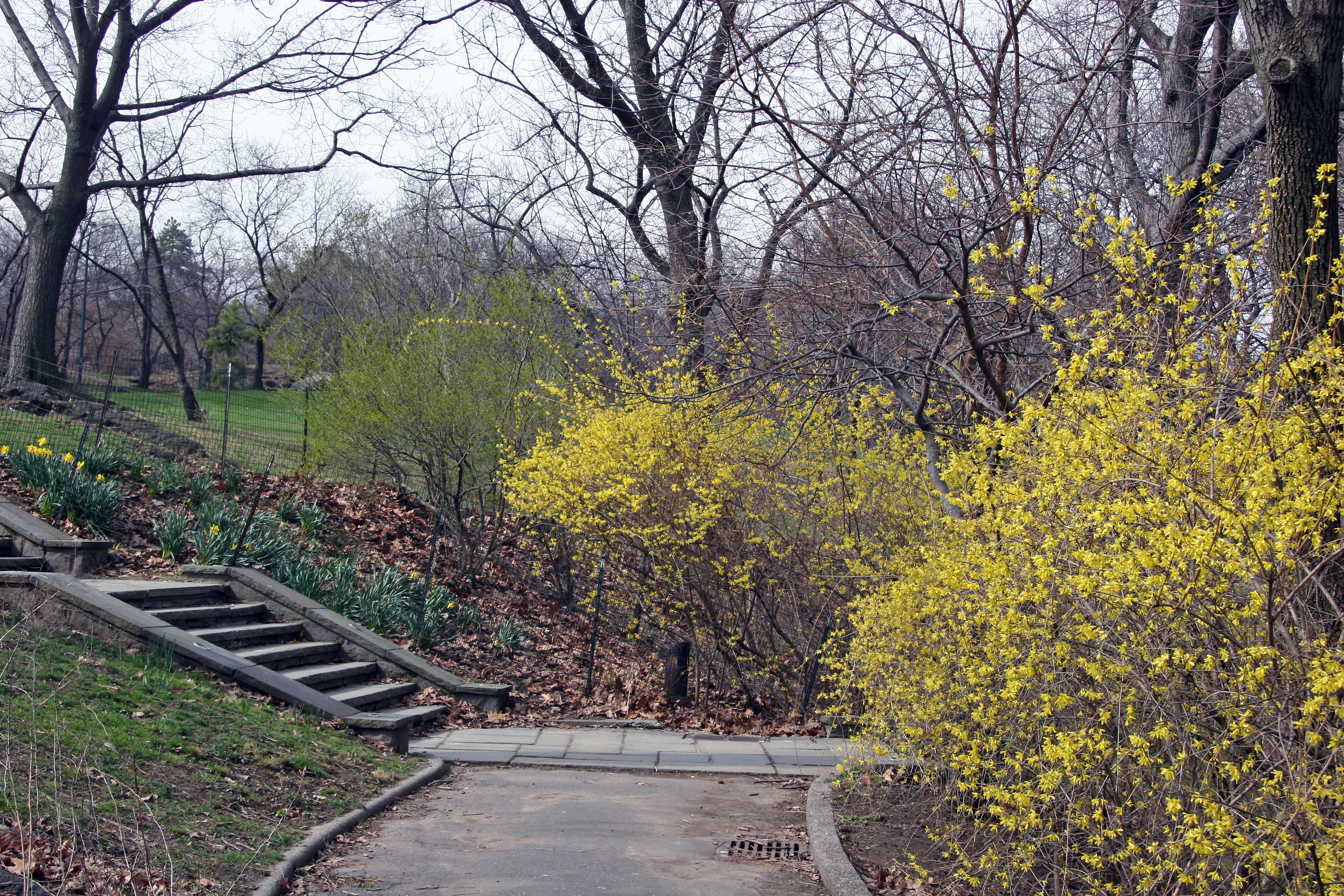 Pathways to the Lasker Pool & Rink - Harlem Meer