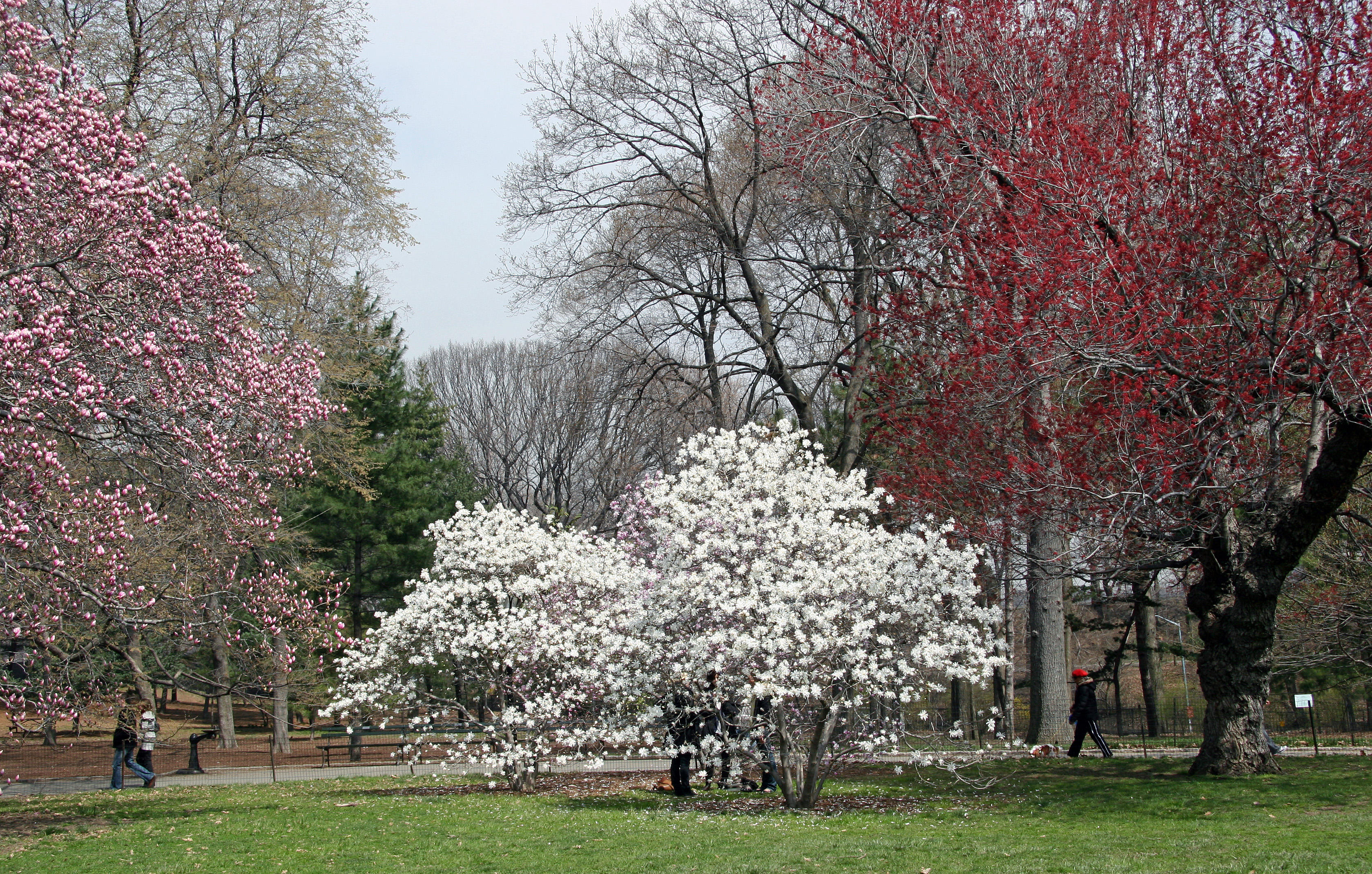 New Maple Foliage & Magnolia Trees in Bloom - Magnolia Hill