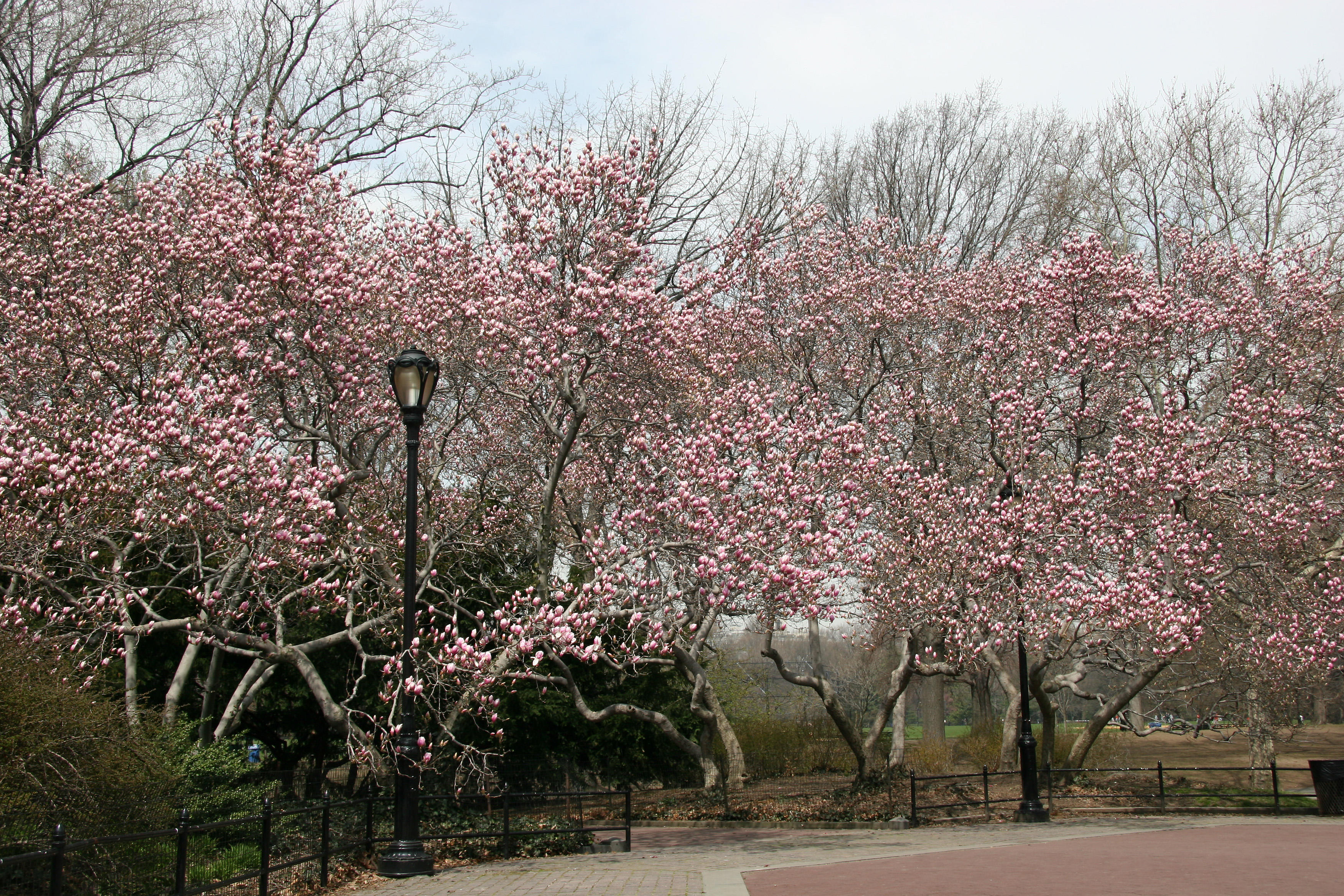 Magnolia Trees in Bloom - Magnolia Hill