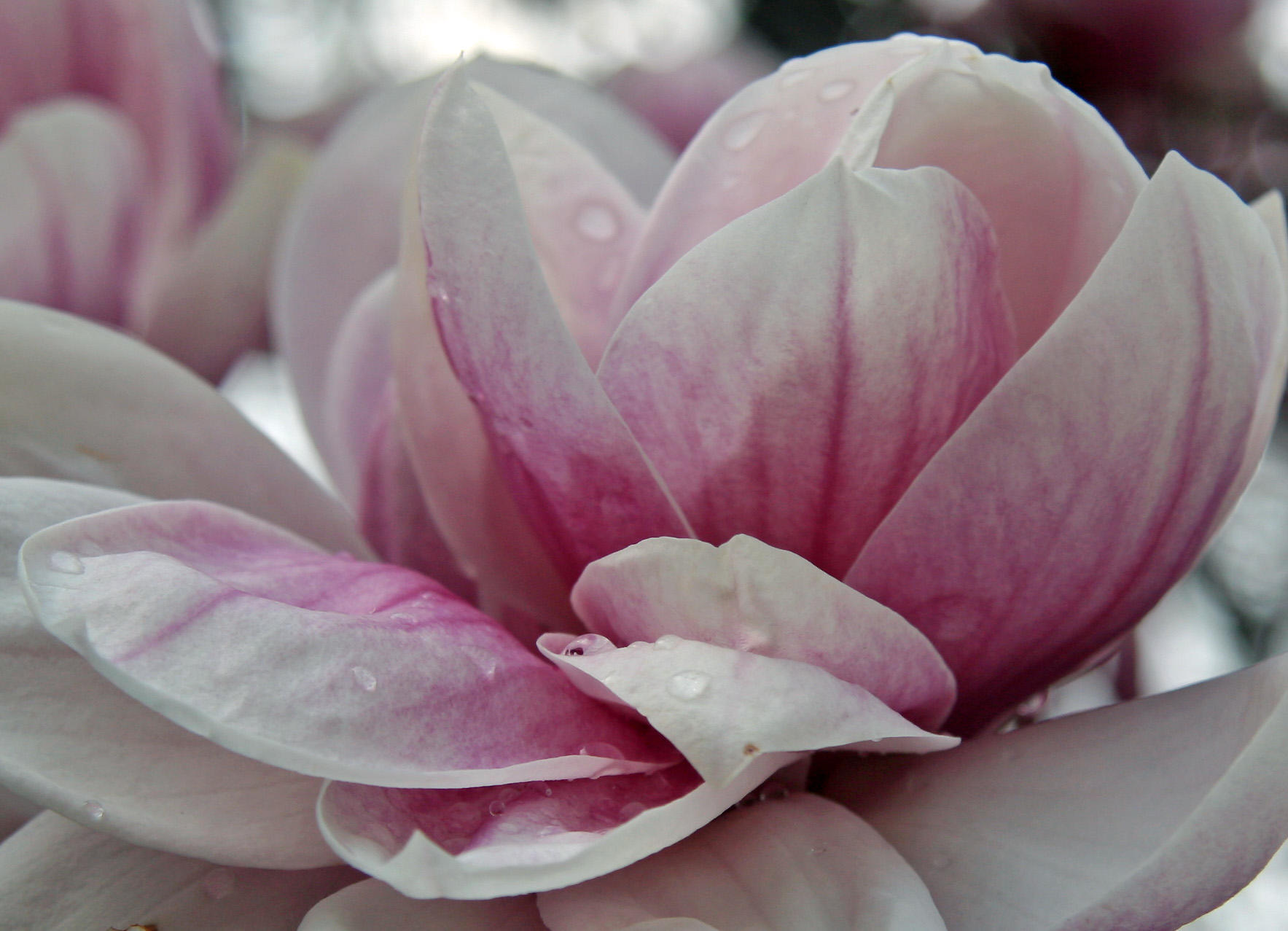Magnolia Blossom