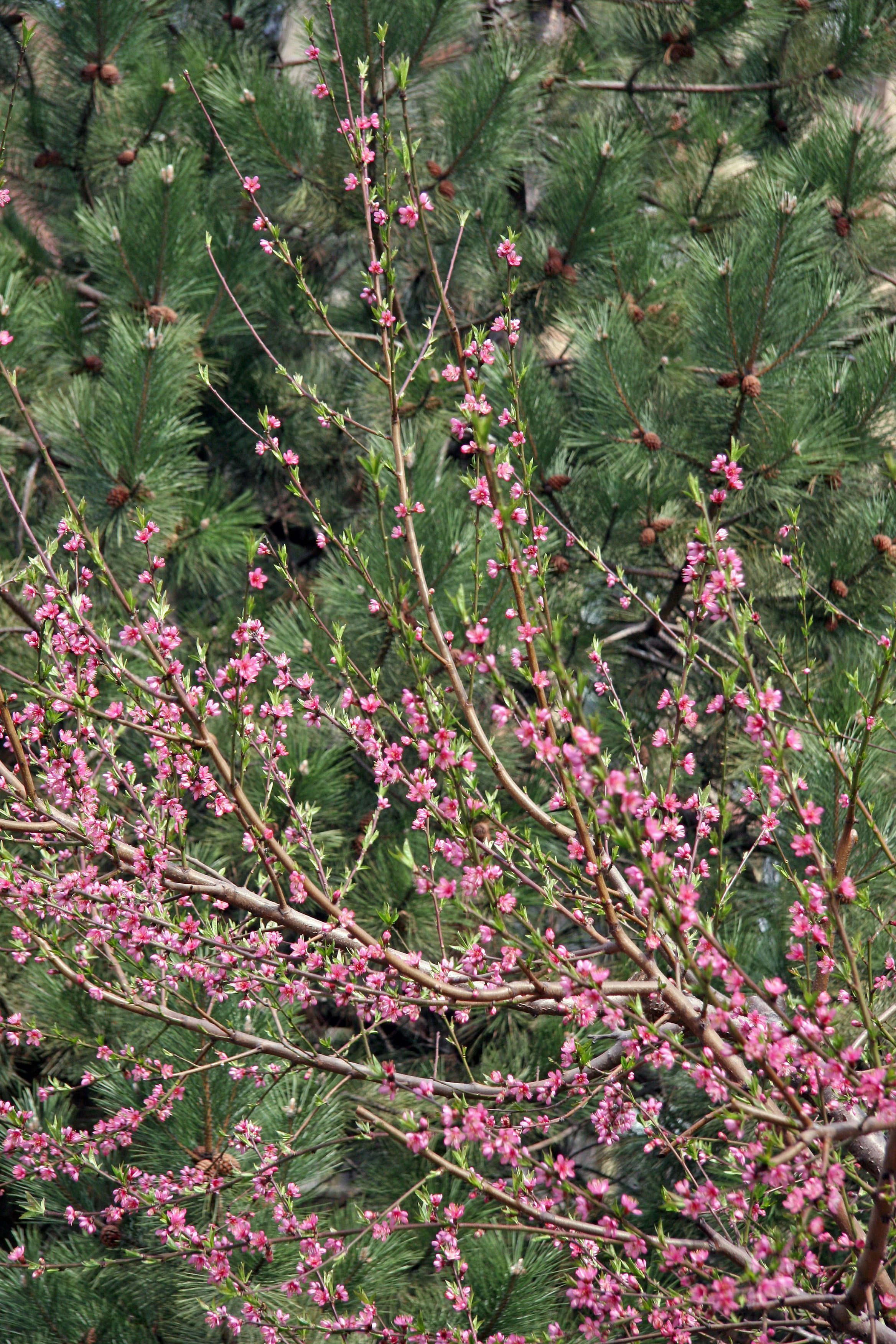 Peach Tree Blossoms & Pine Tree