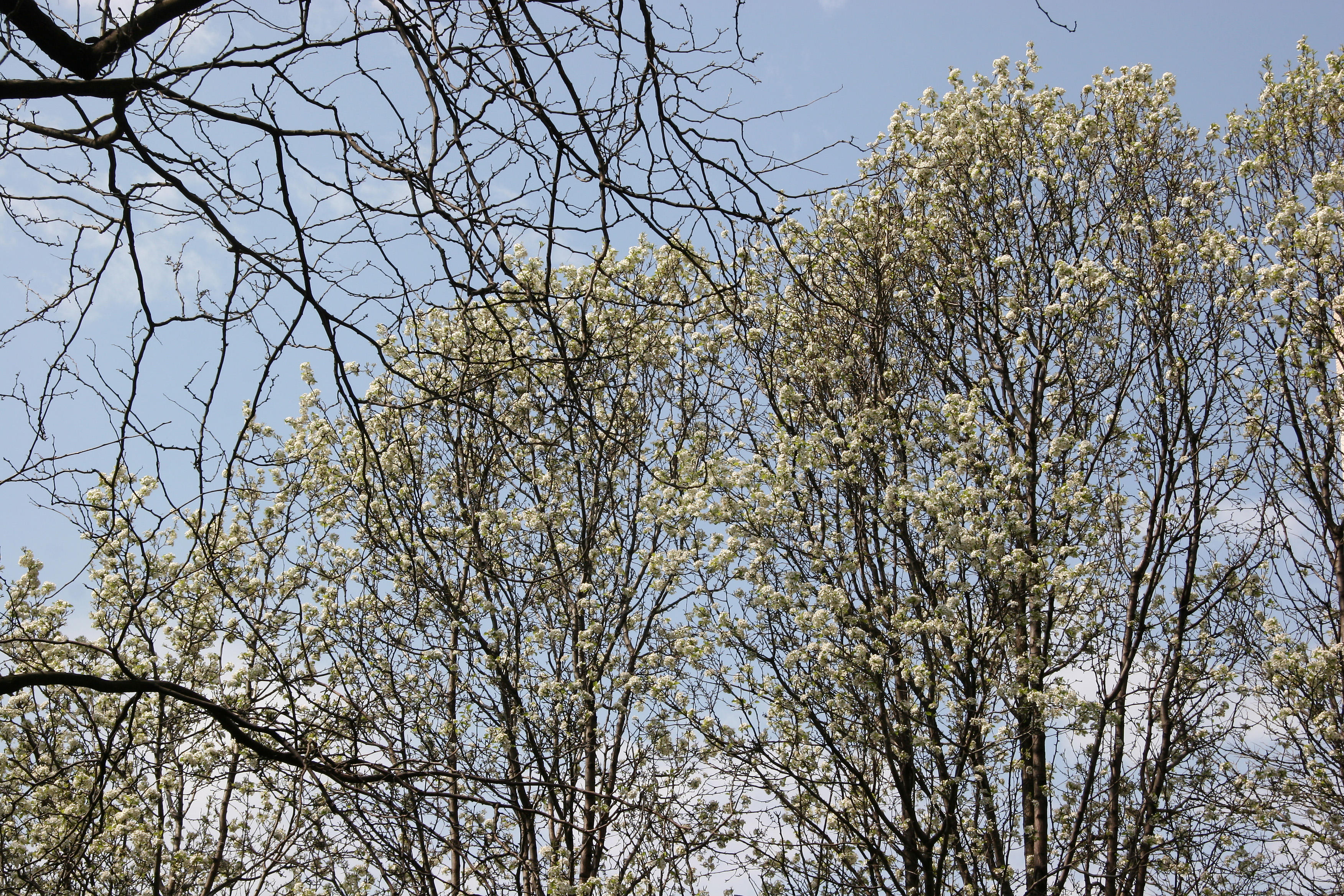 Pear Tree Blossoms