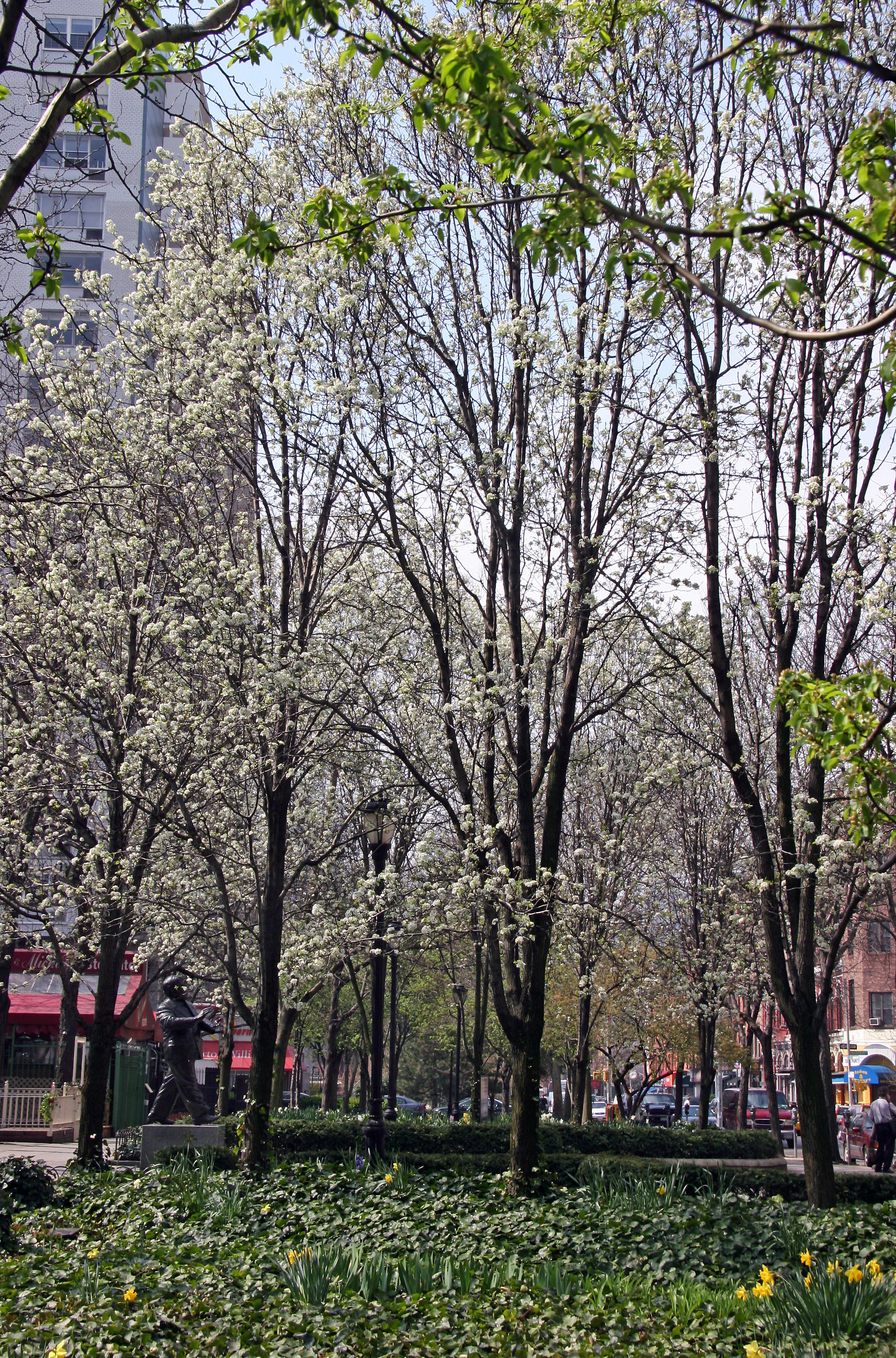 Garden View - Pear Tree Blossoms