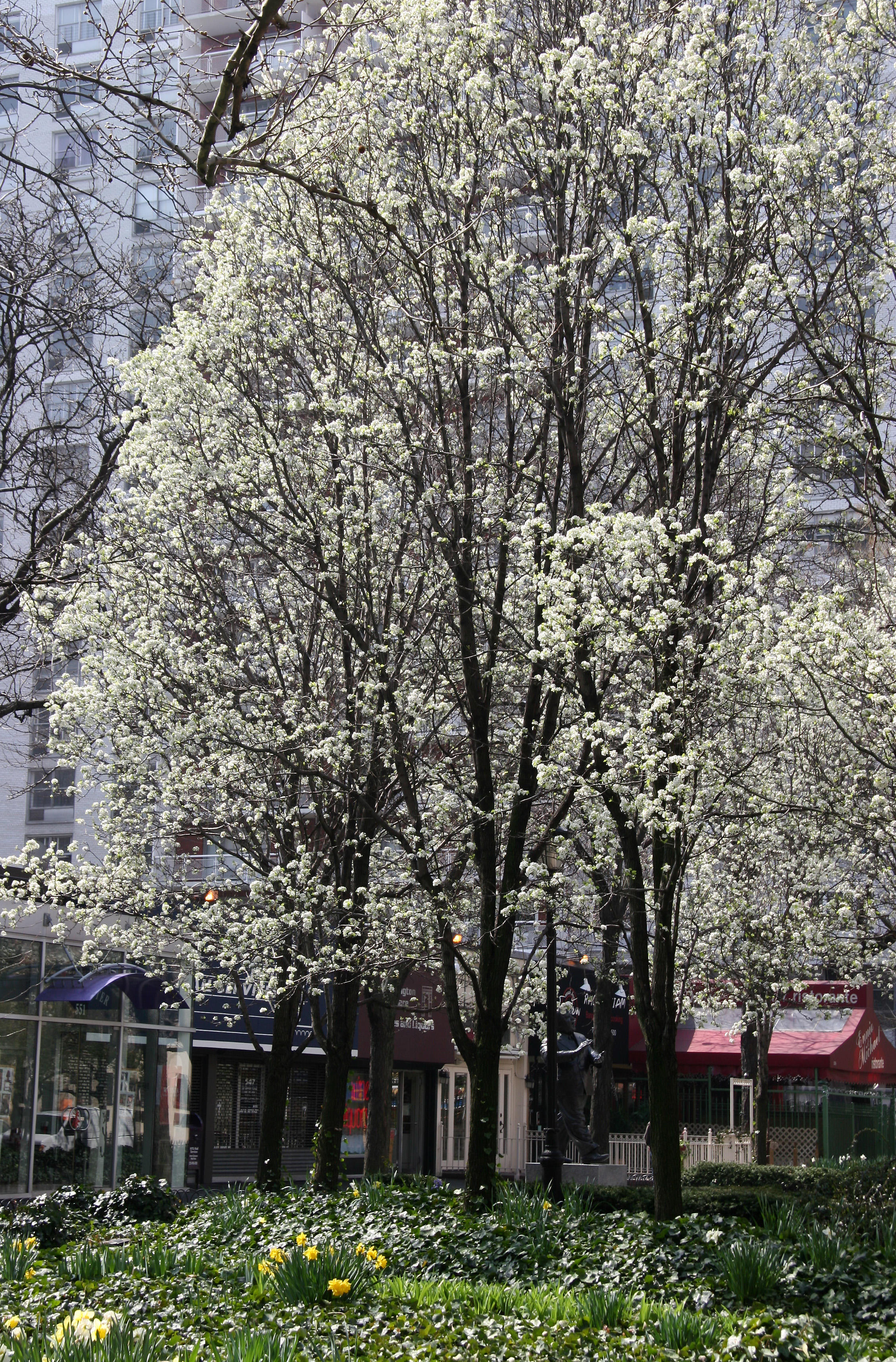 Garden View - Pear Tree Blossoms