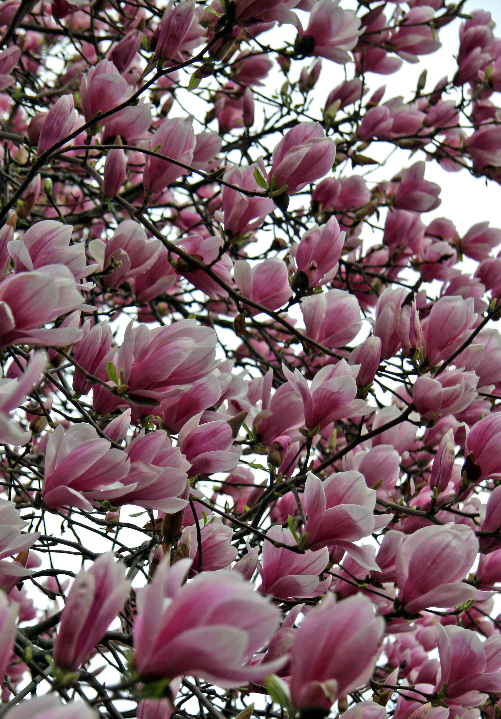 Magnolias at the Arch