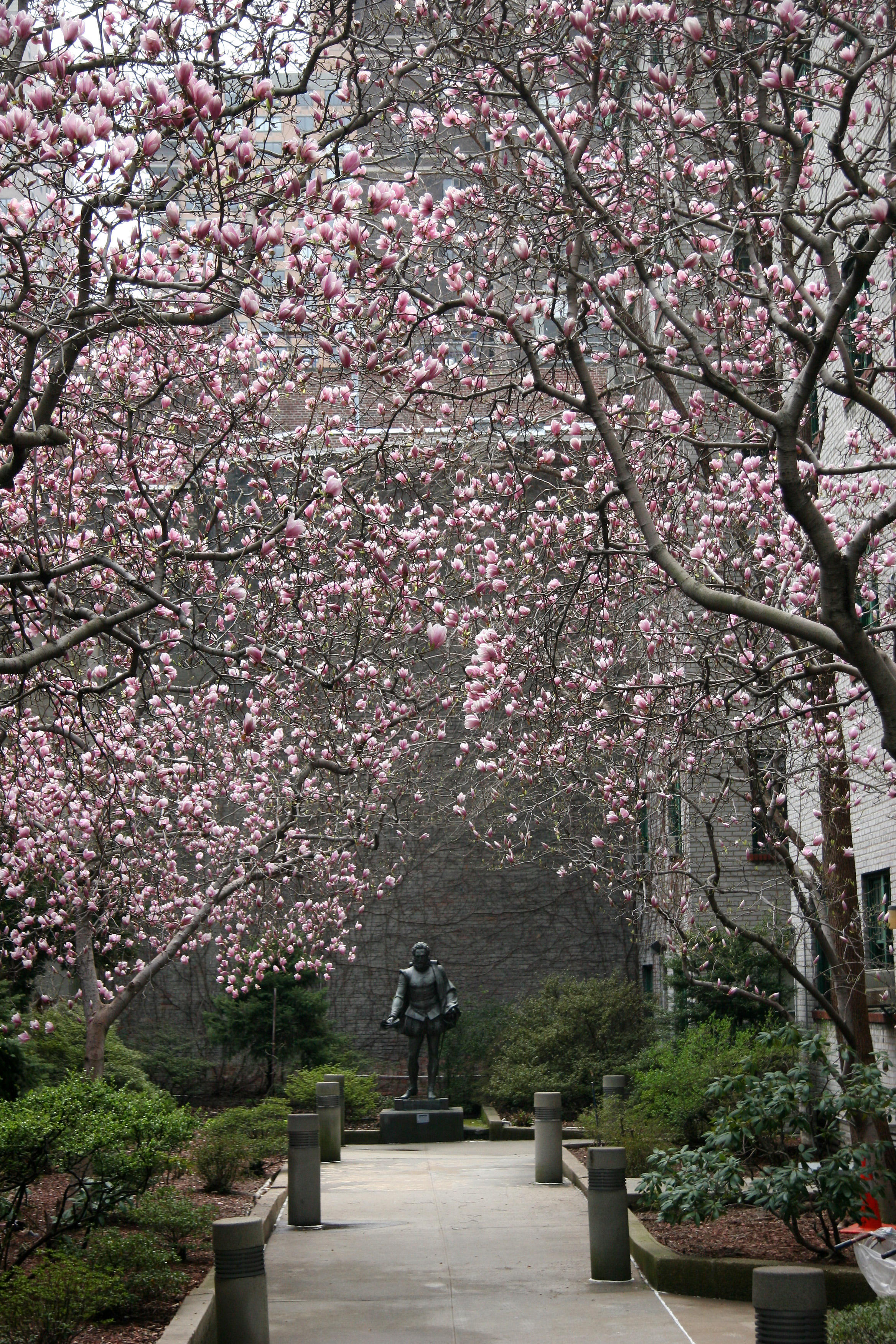 Magnolias & Cervantes