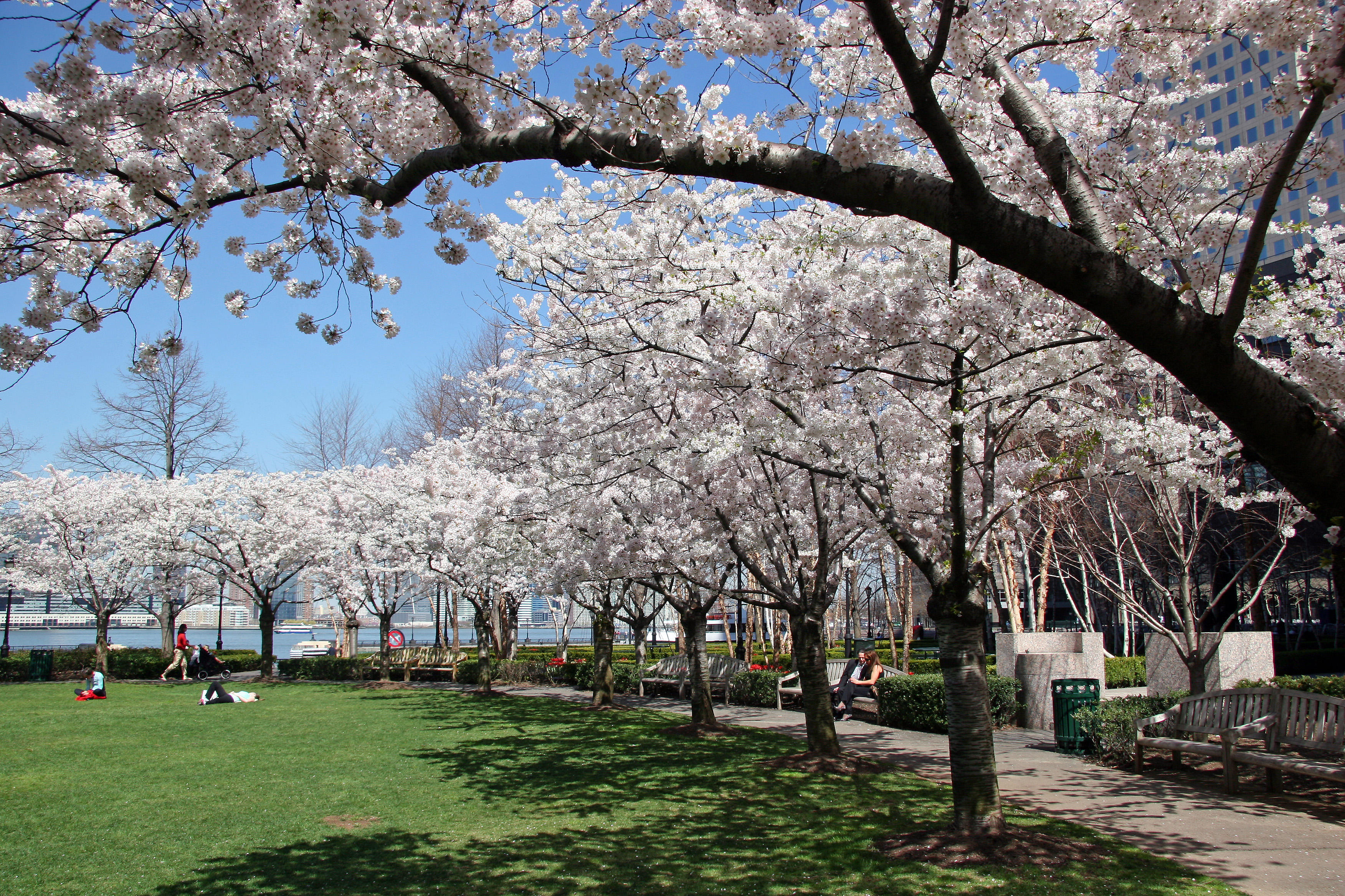 Financial Center Gardens - Cherry Tree Blossoms