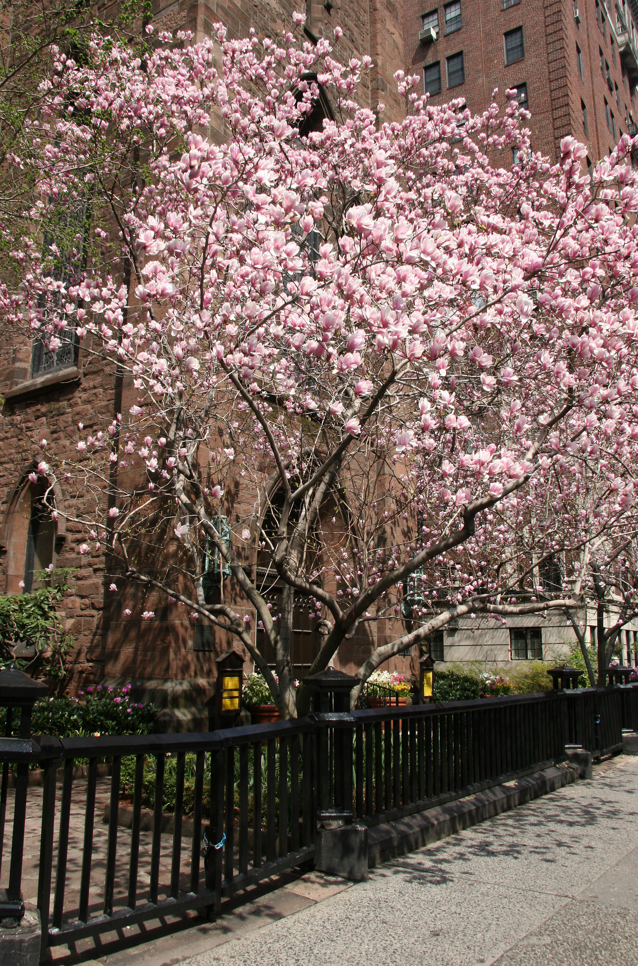 Spring Garden - Ascension Church