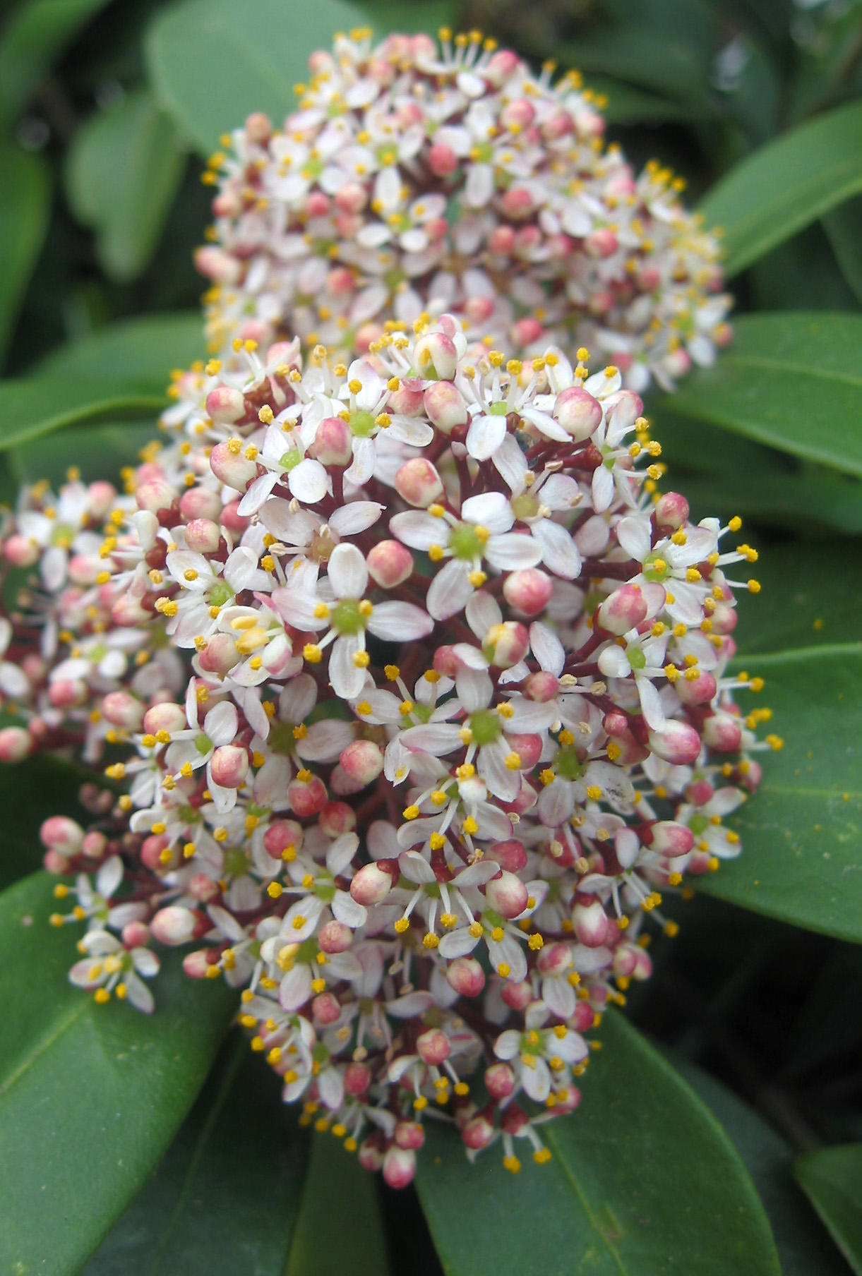 Skimmia Blossoms