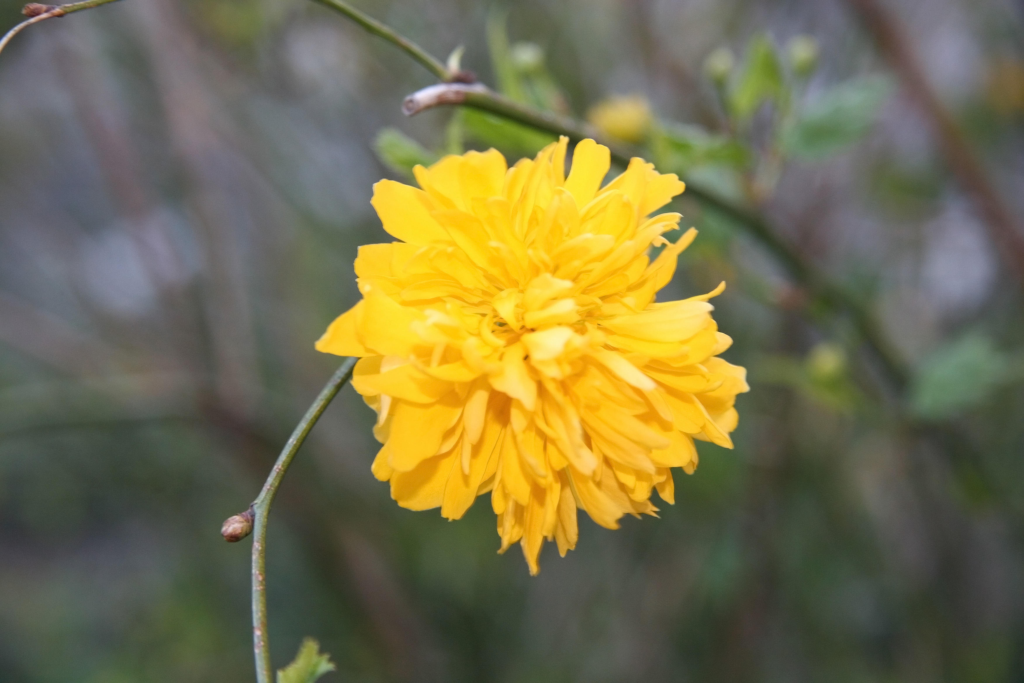 Kerria Bush Blossom