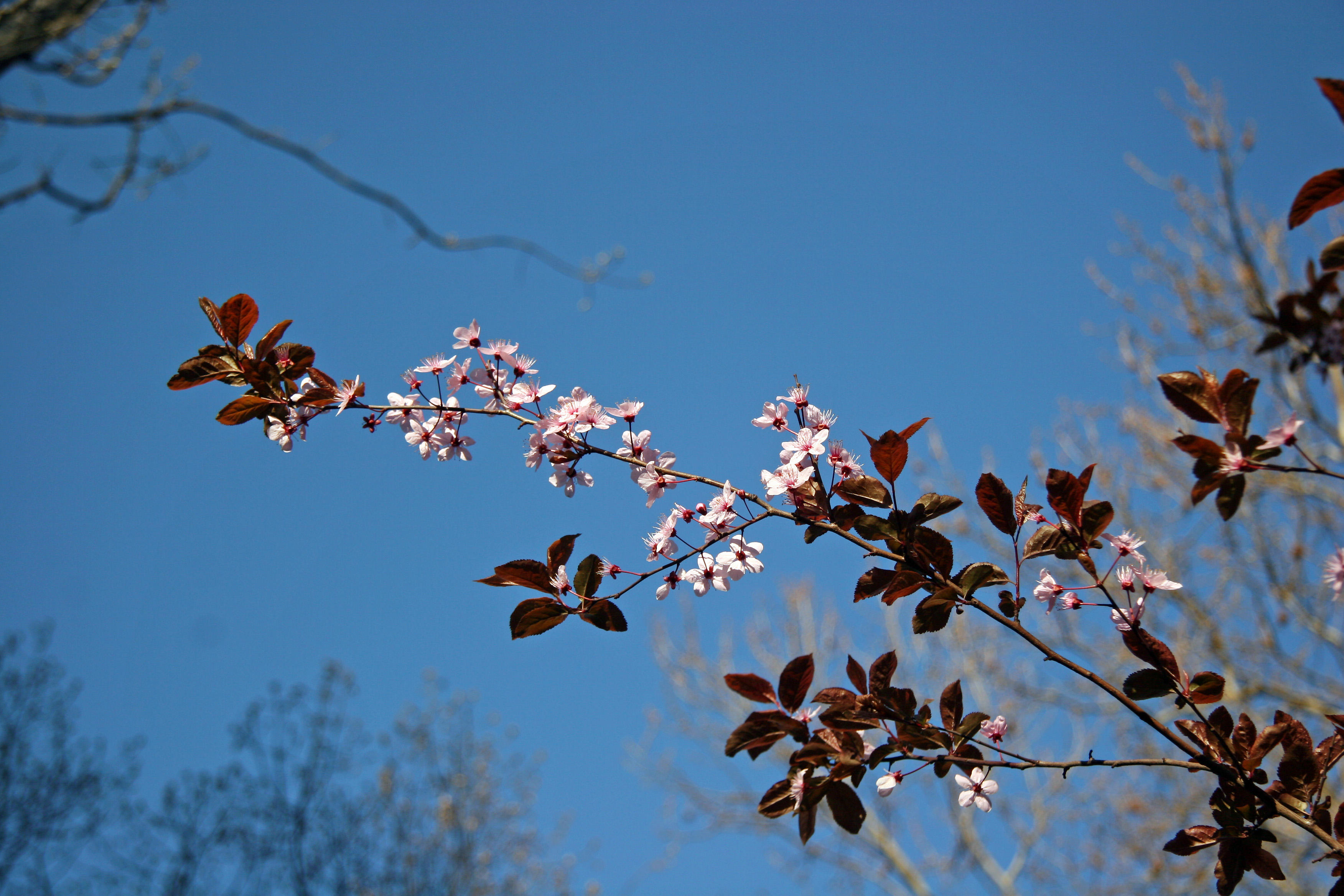Prunus Tree Blossoms