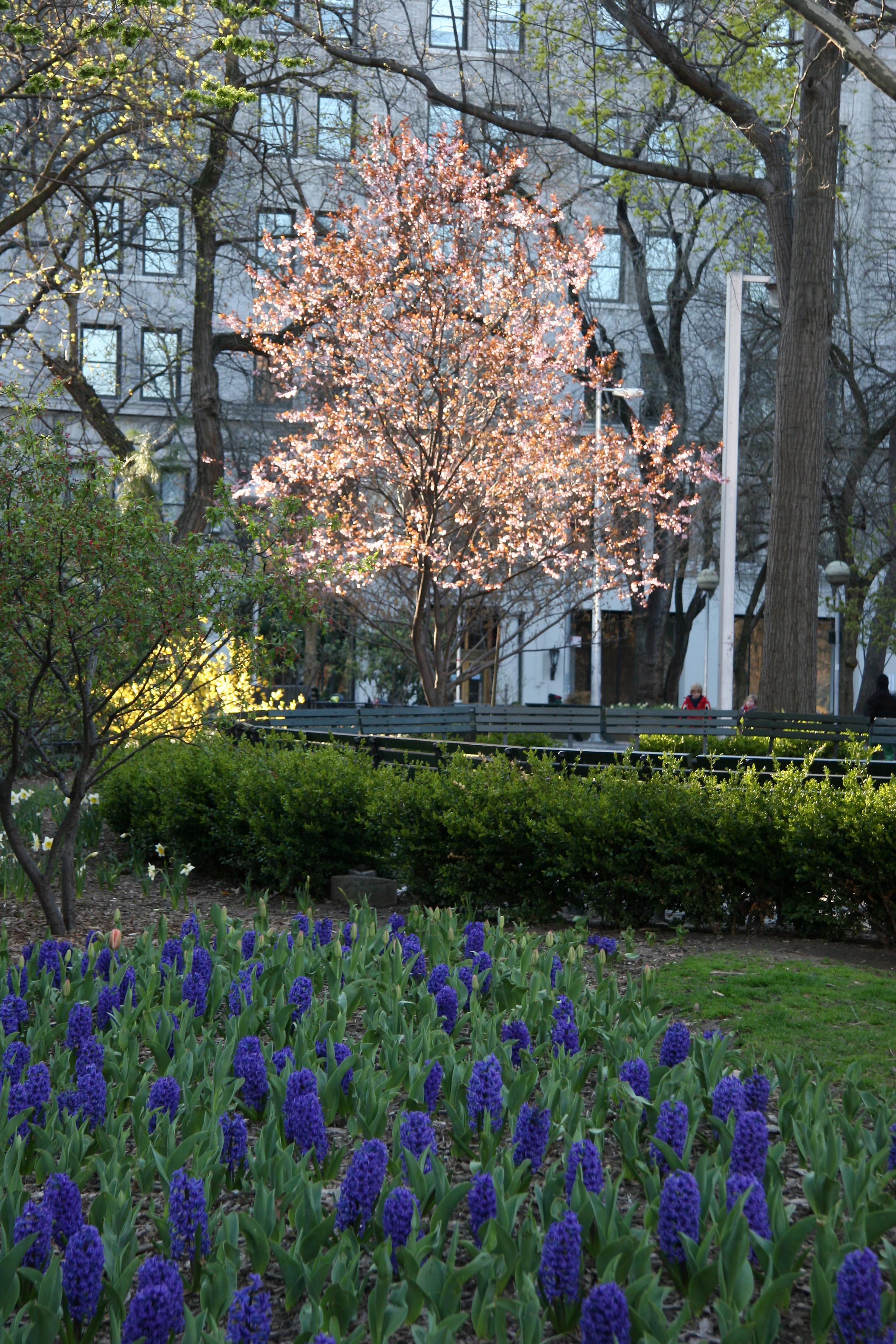 Hyacinths, Prunus Tree & Forsythia
