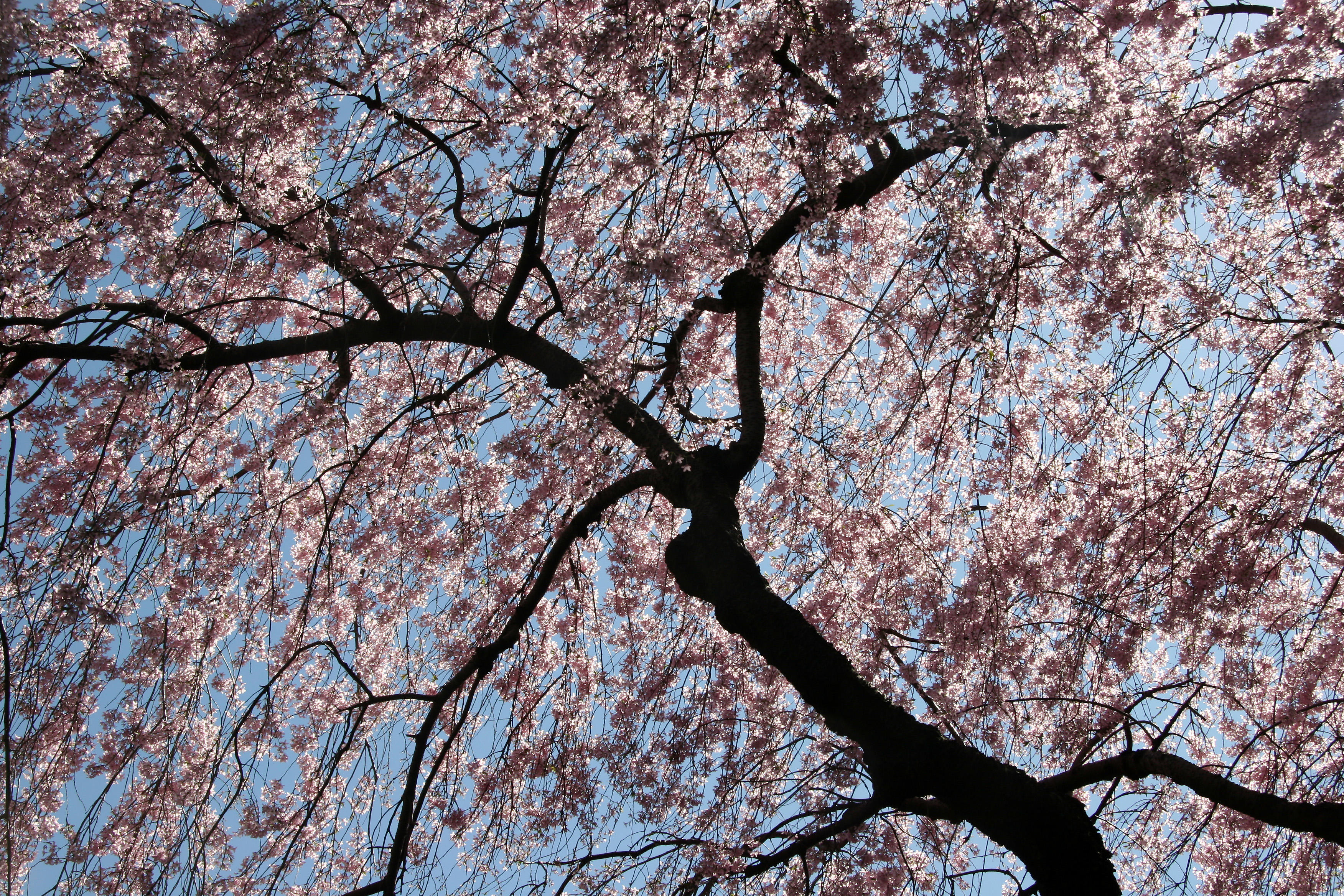 Cherry Tree Blossoms