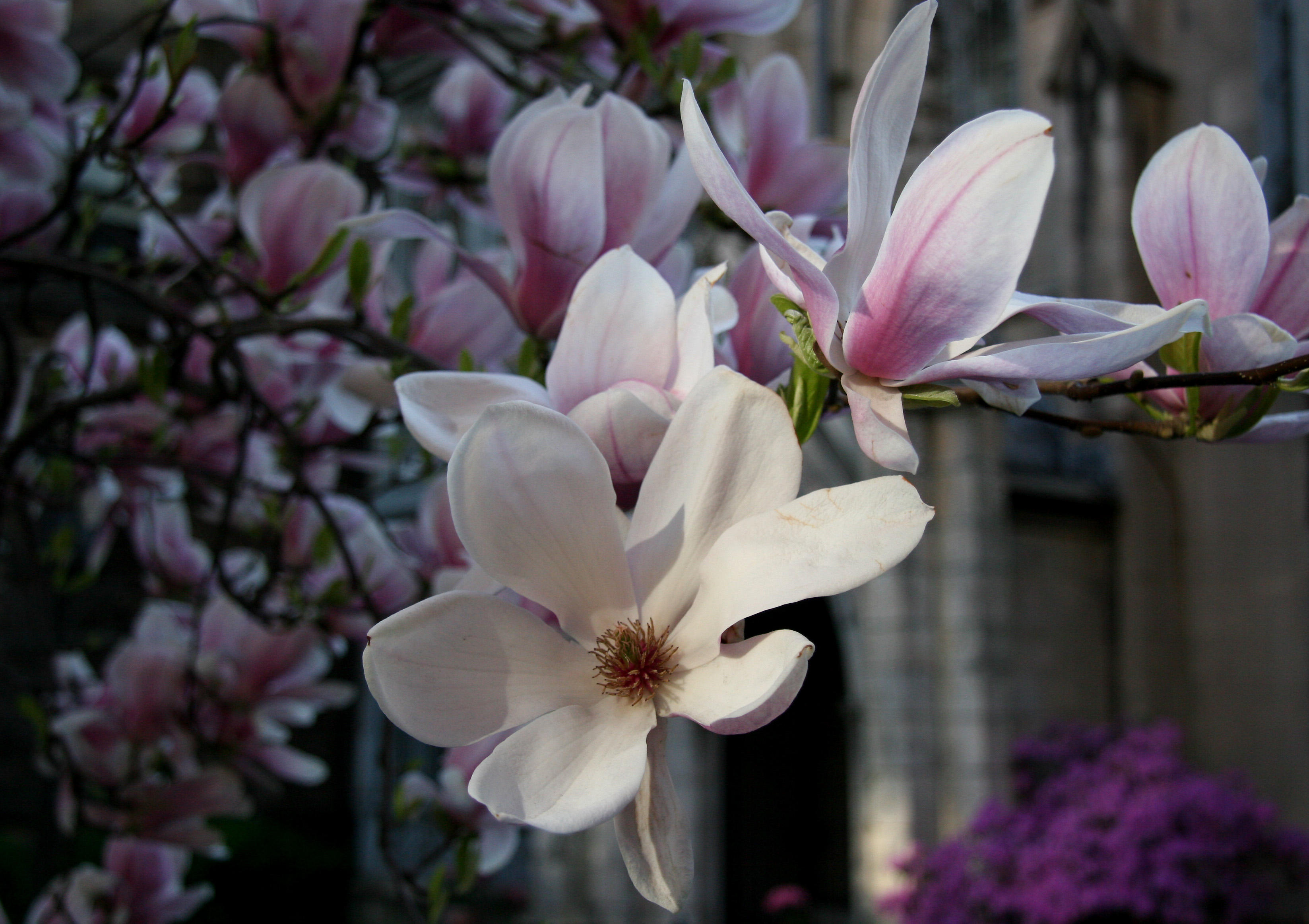 Grace Church Garden - Magnolia Blossoms