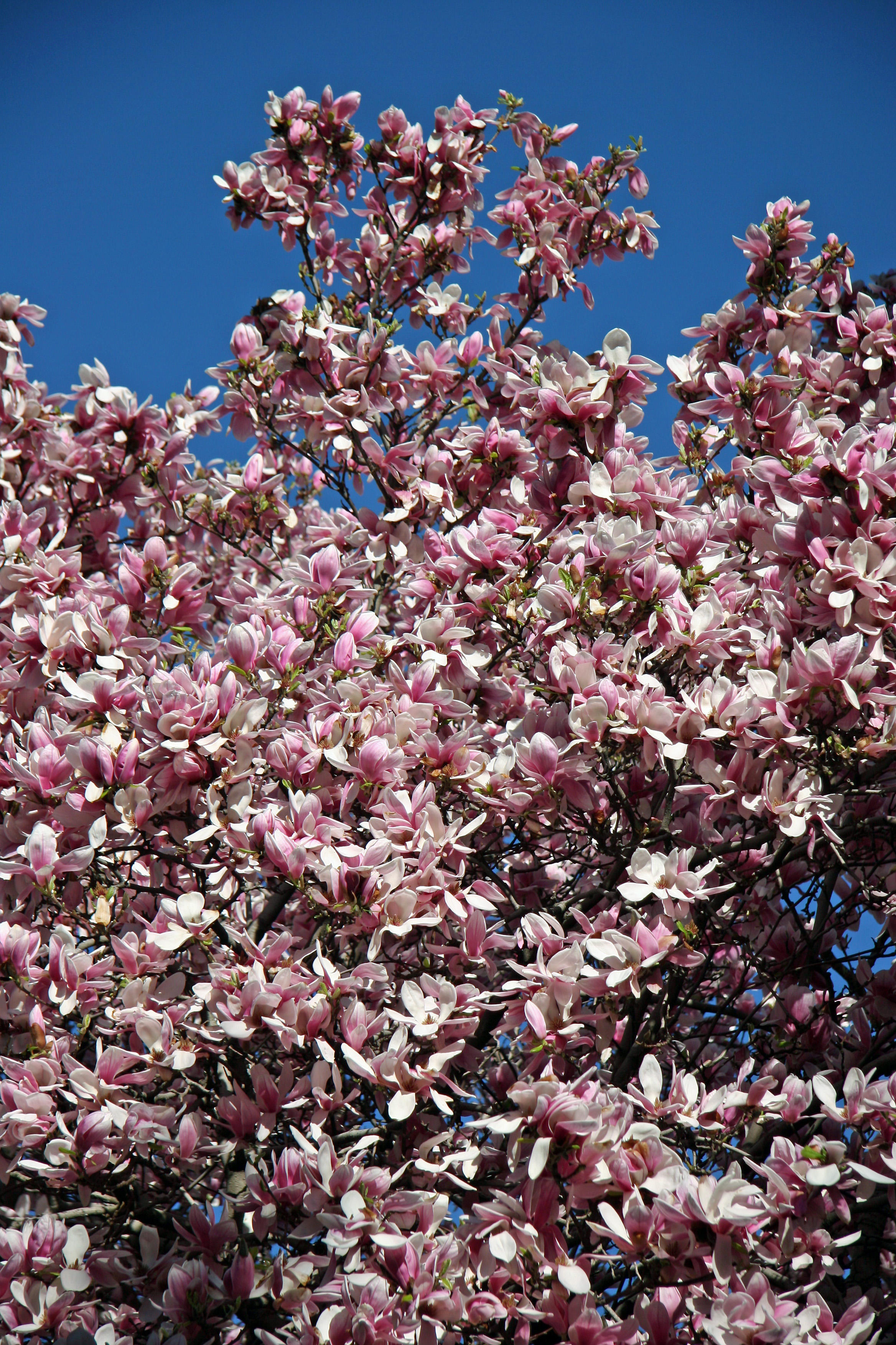 Grace Church Garden - Magnolia Blossoms