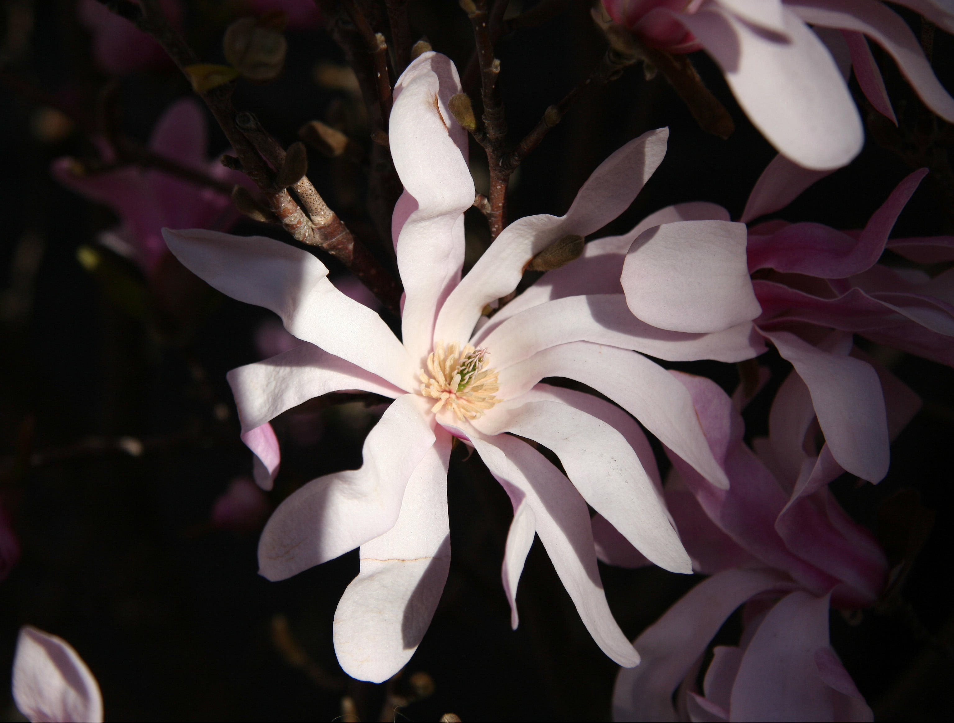 Magnolia Blossom