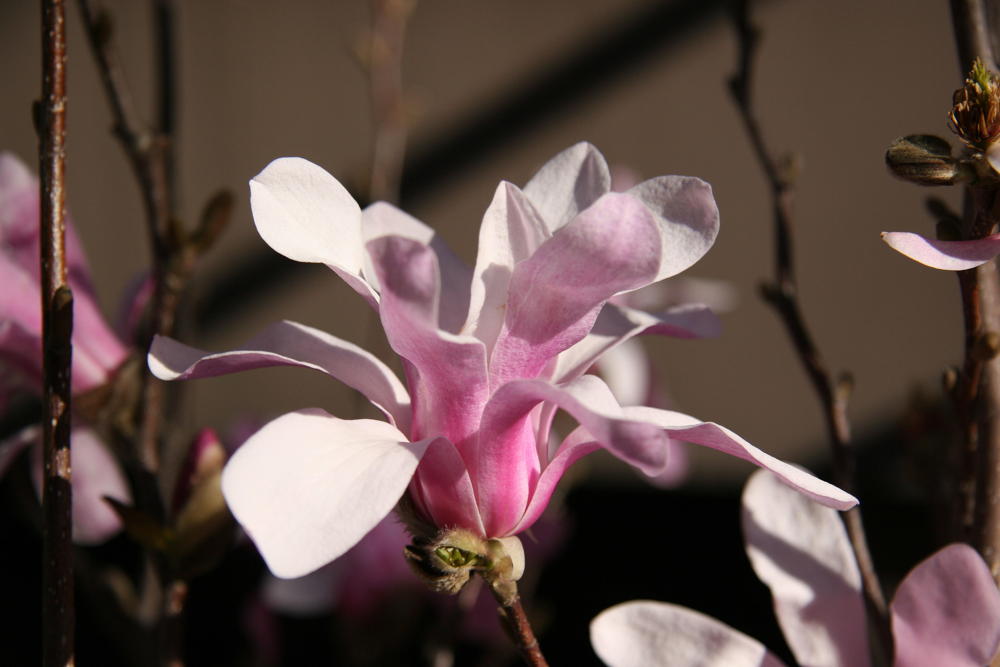 Magnolia Blossom