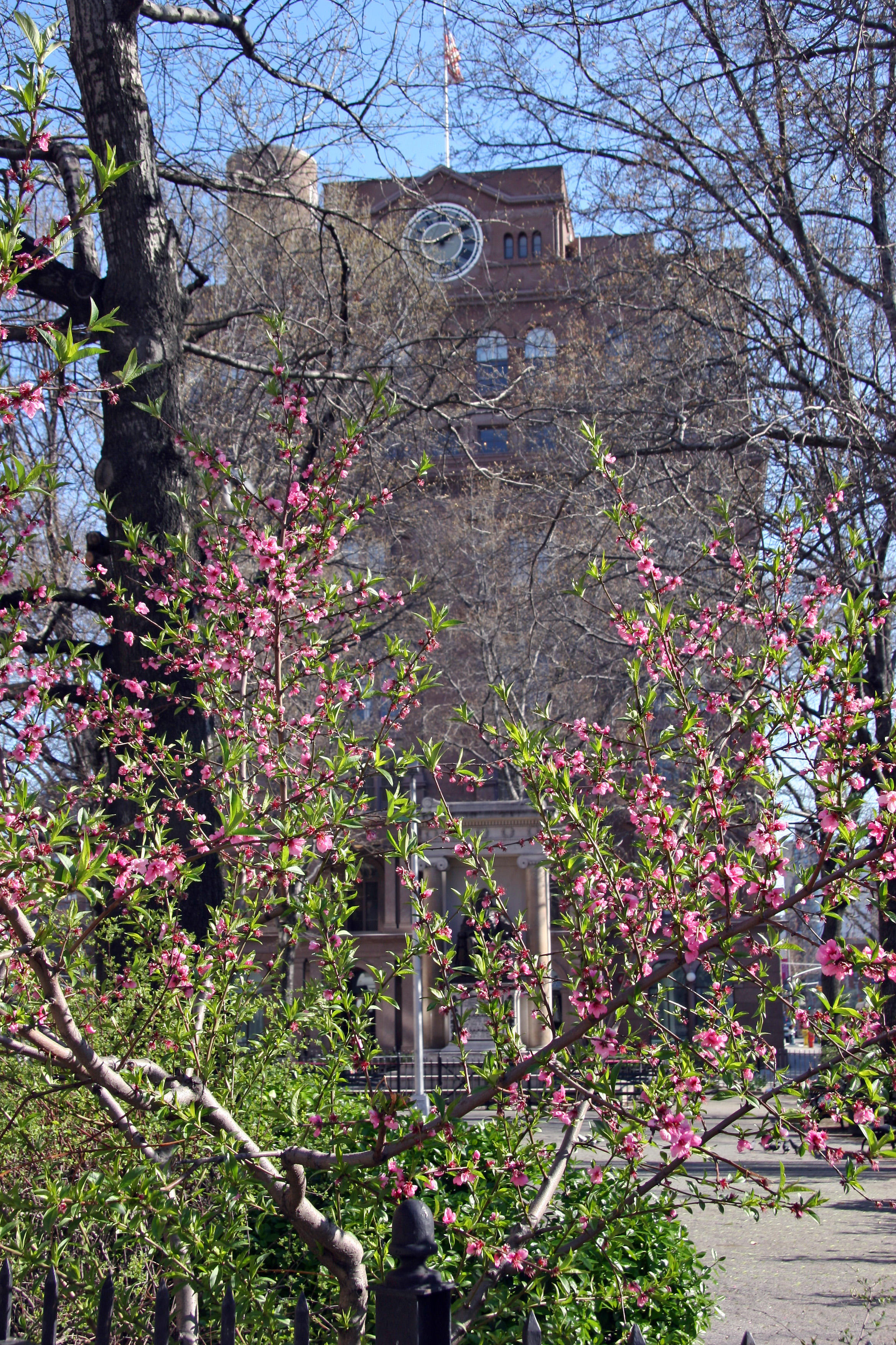 Prunus Blossoms - Cooper Union Park