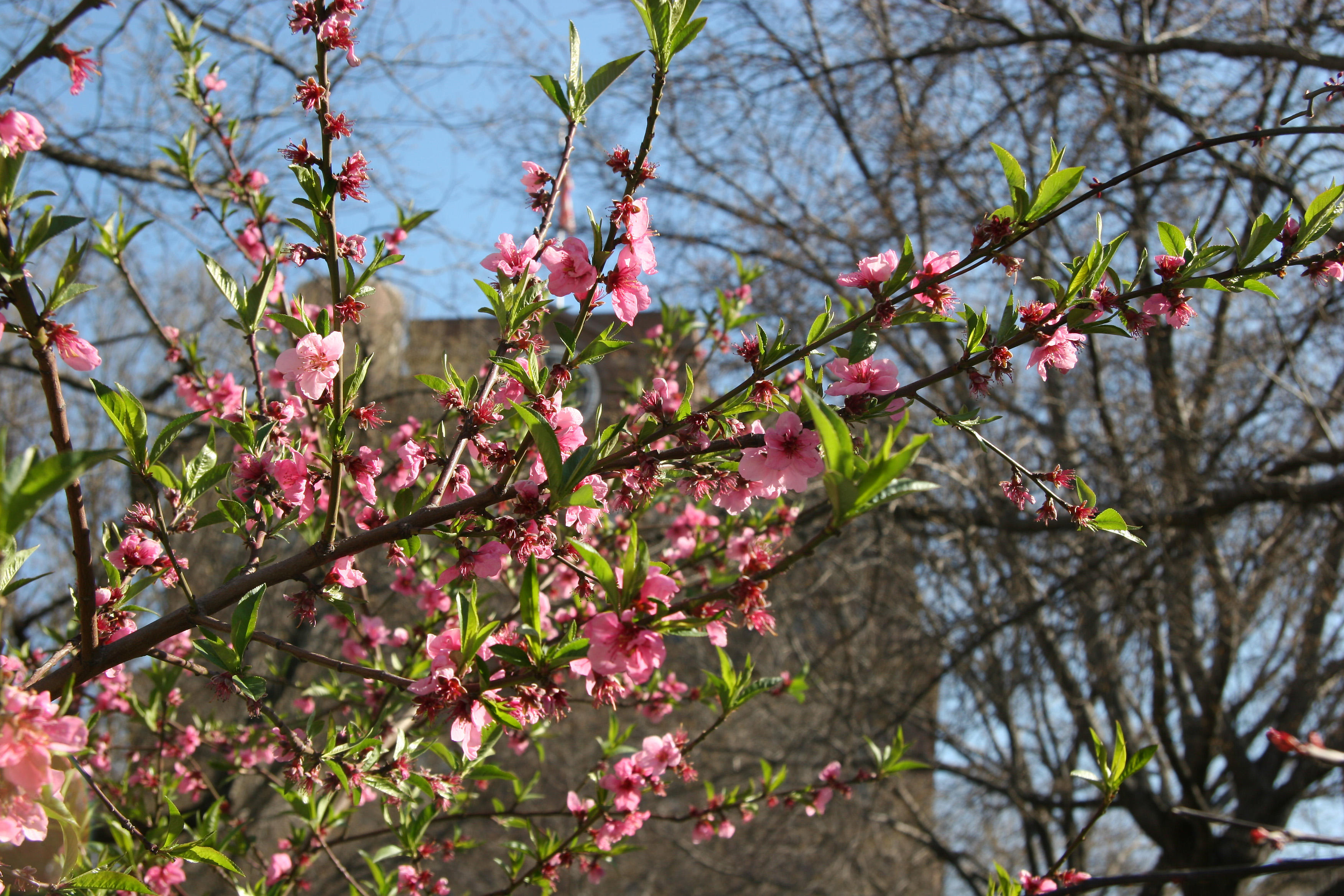 Prunus Blossoms - Cooper Union Park