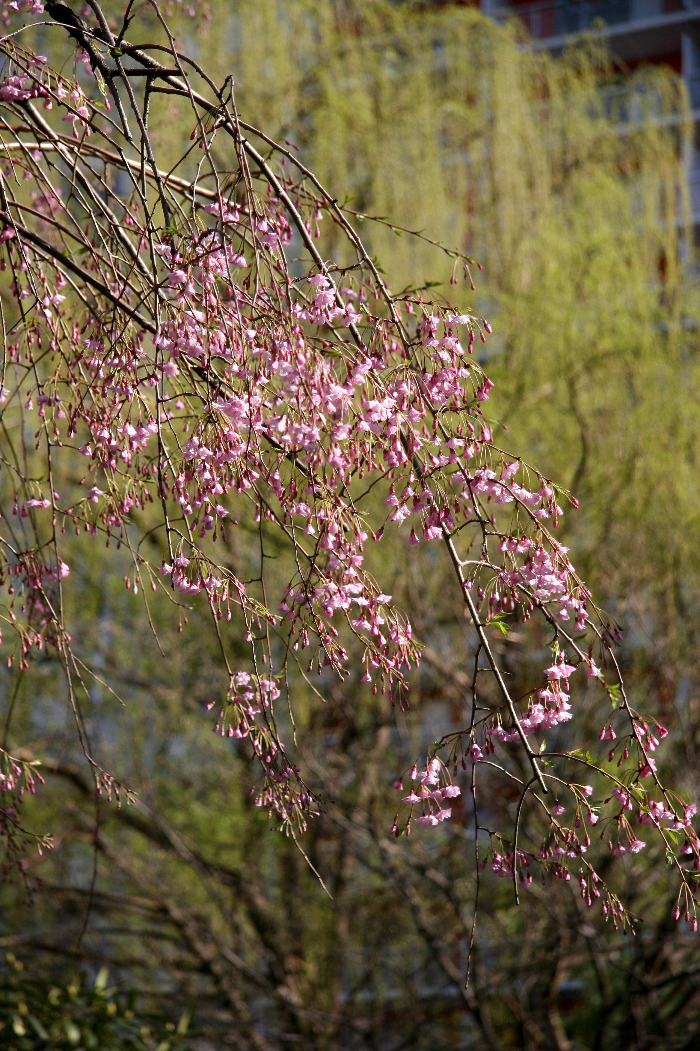 Cherry Tree Blossoms