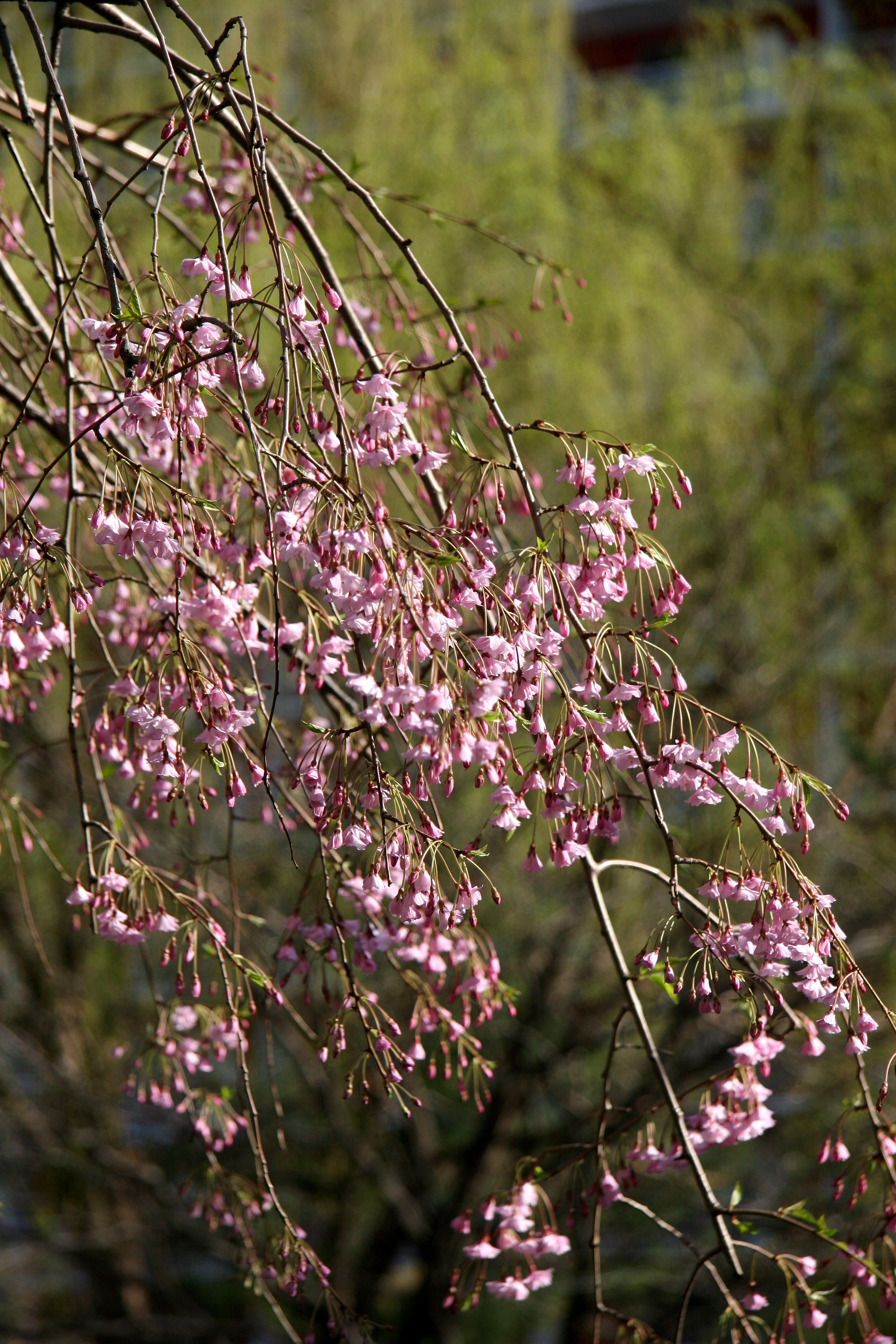 Cherry Tree Blossoms