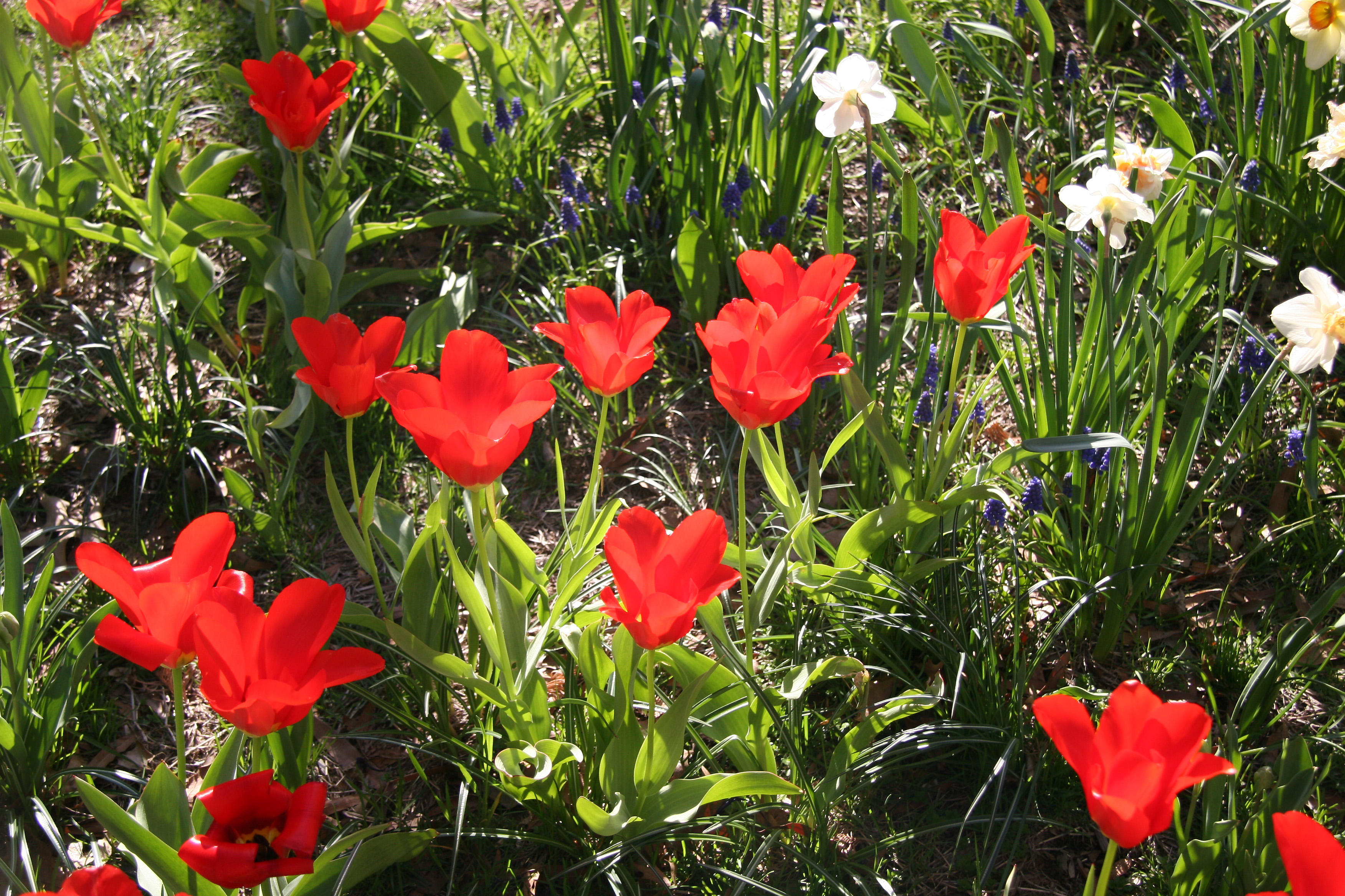 Tulips & Daffodils