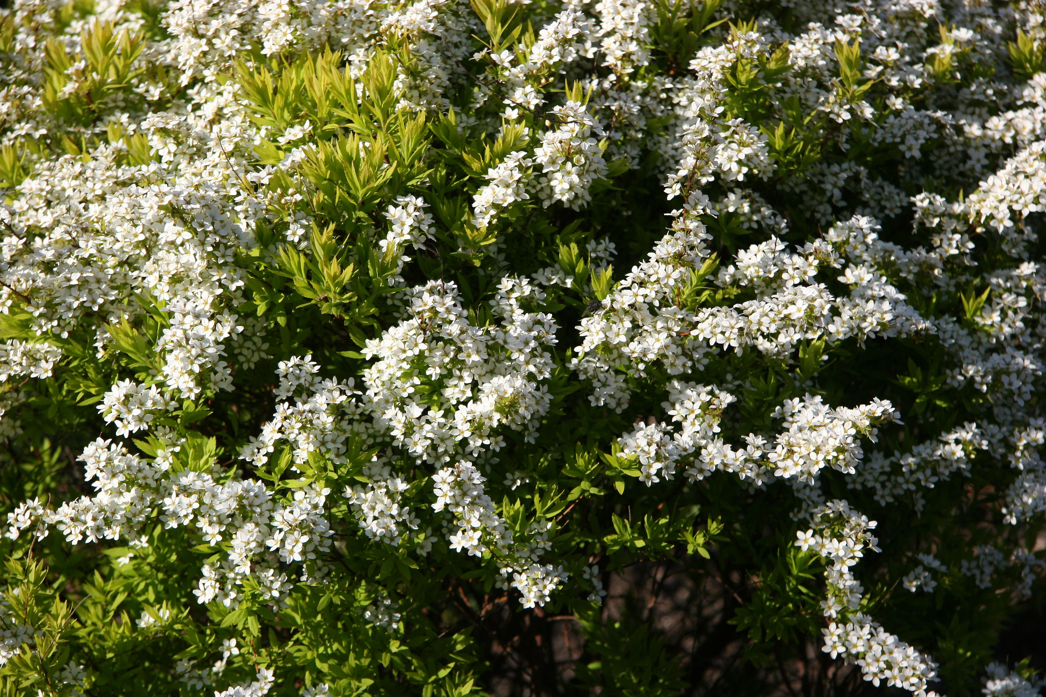 Spirea - Robert Wagner Jr Park