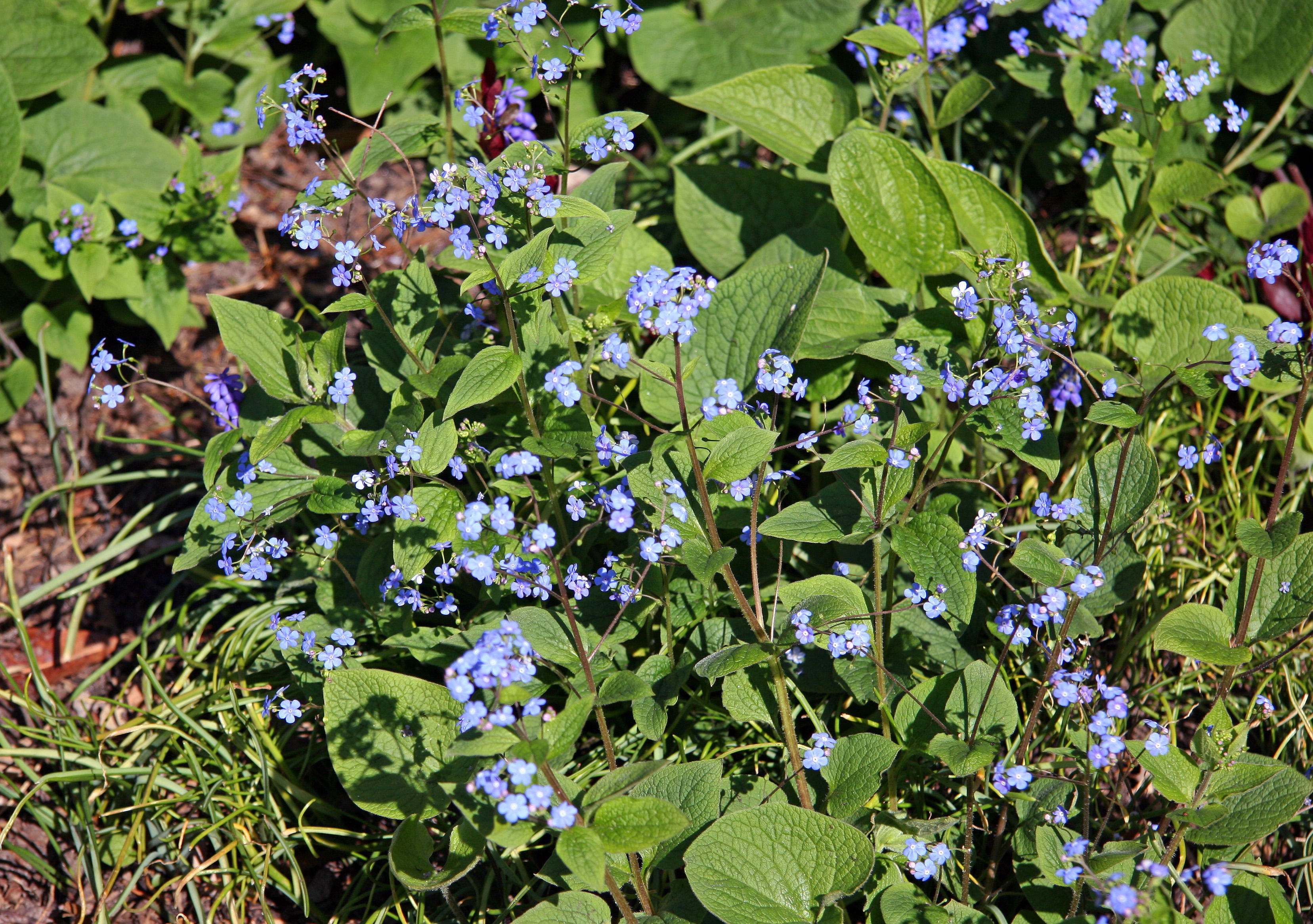 Forget Me Nots - Jewish Holocaust Museum Garden