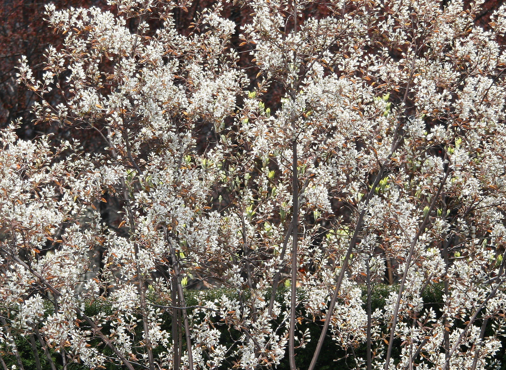 Olive Tree Blossoms - Jewish Holocaust Museum Garden