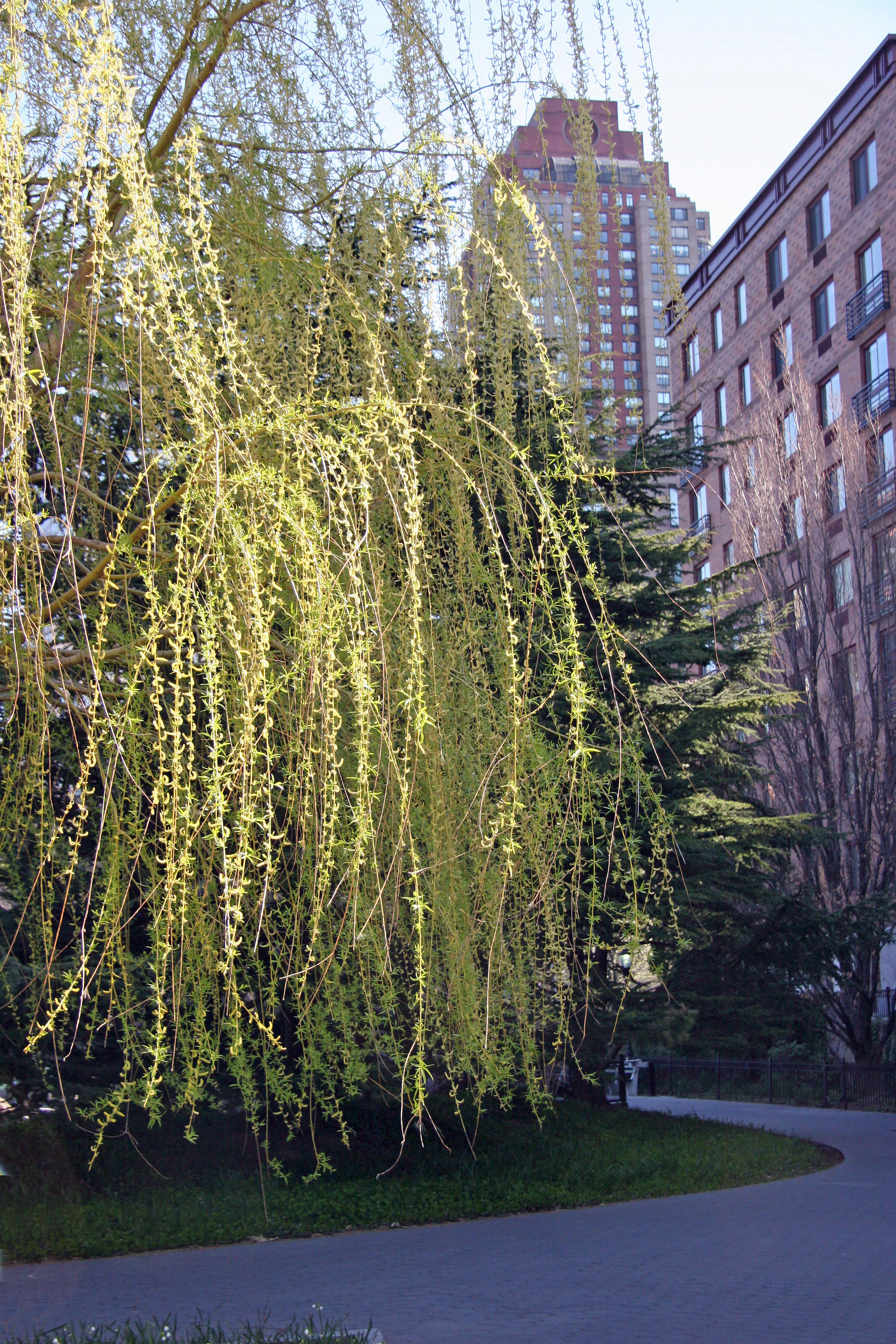 Willow Tree Blossoms - Jewish Holocaust Museum Garden Area